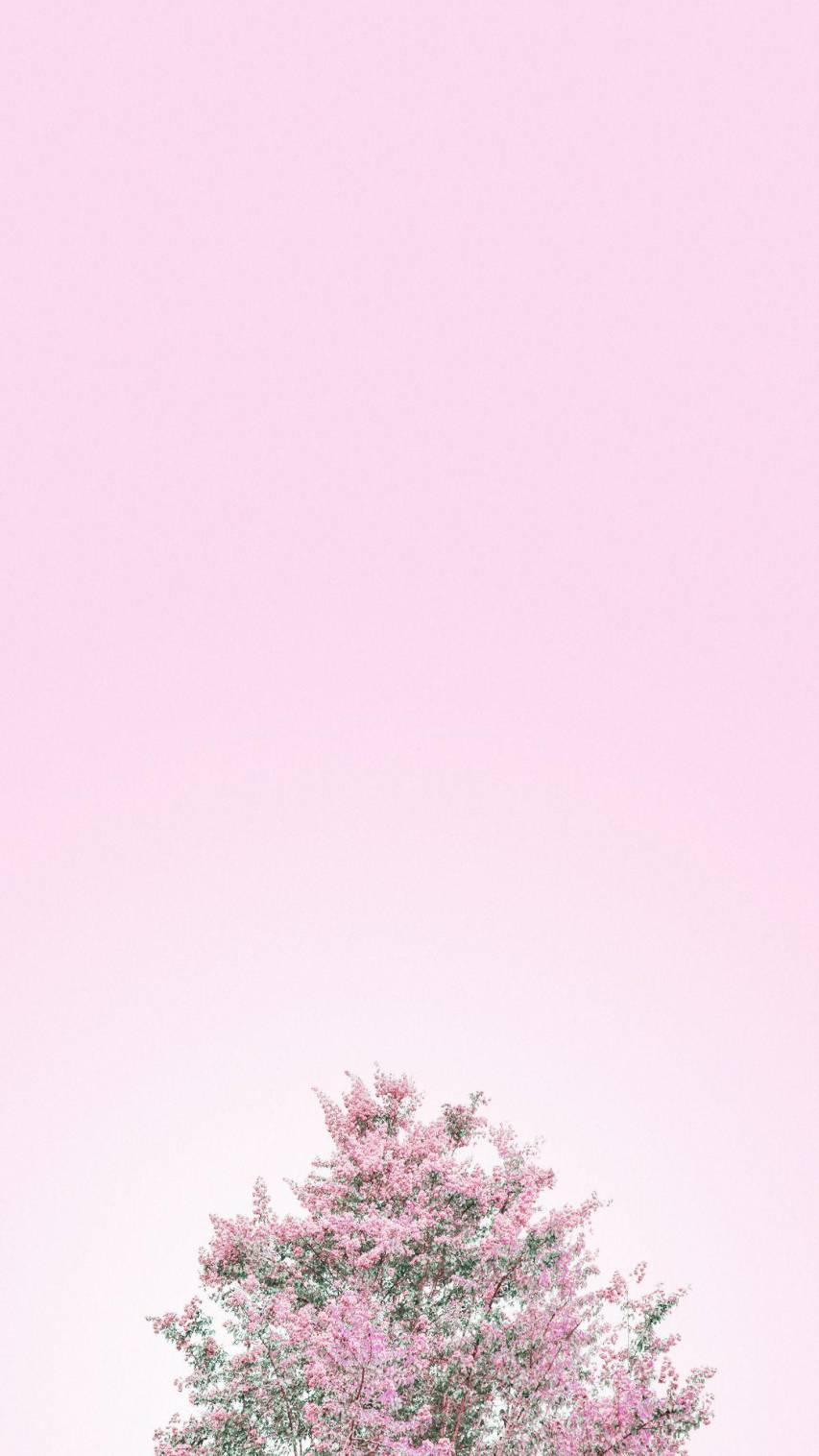 A tree with pink flowers in the background - Pastel minimalist
