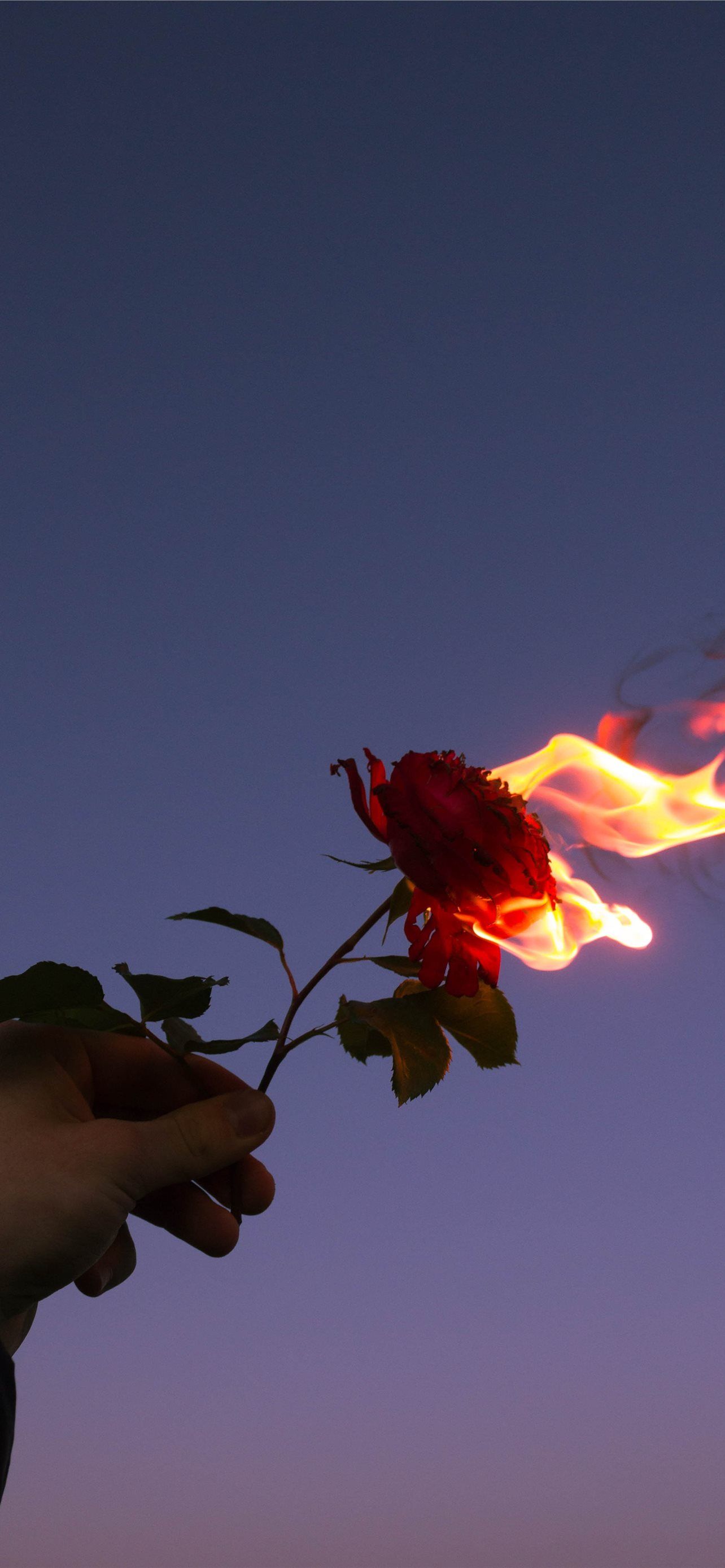 A hand holding a rose that is on fire - Flower