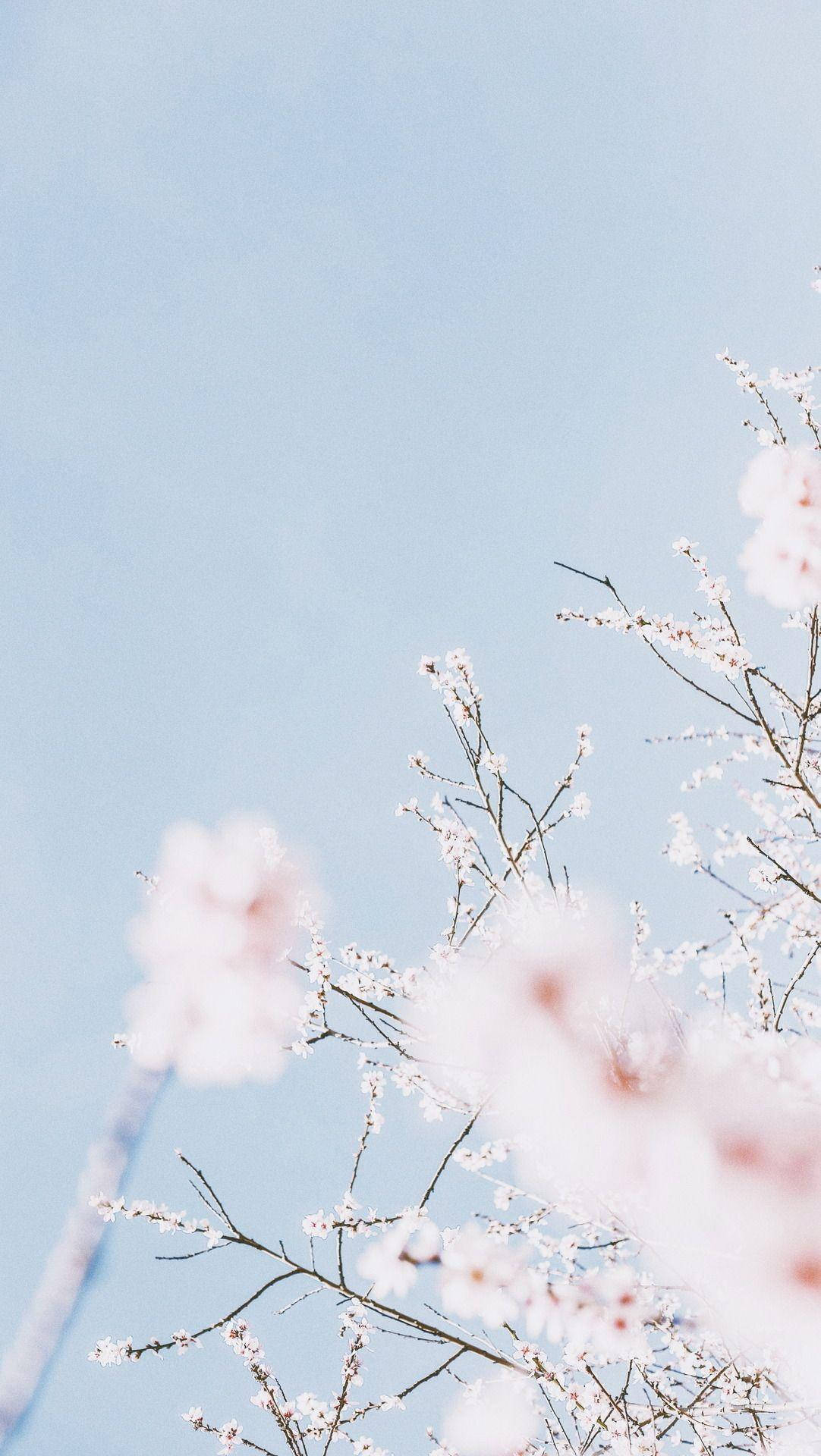 Download Light Blue Aesthetic Sakura Wallpaper