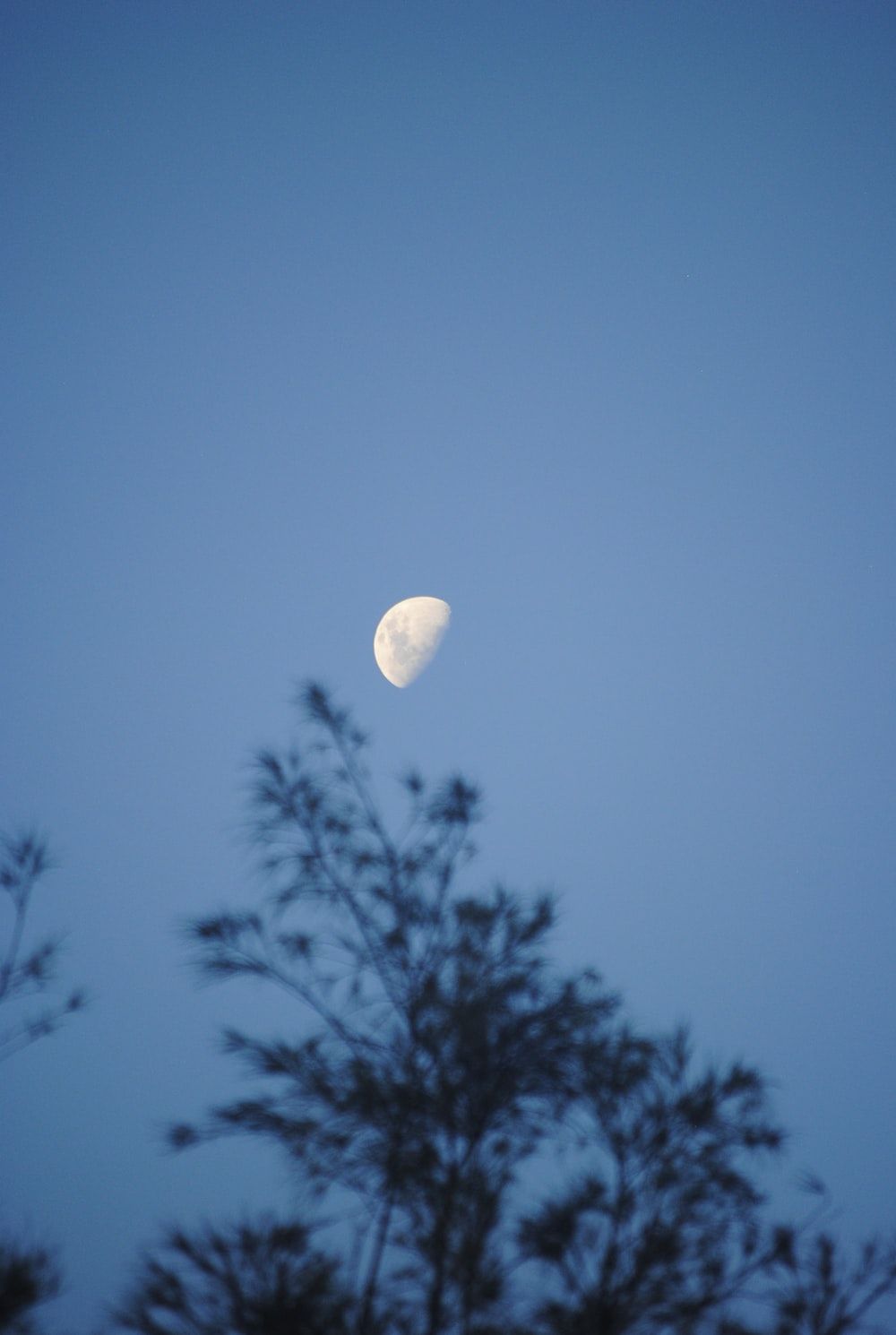A moon is in the sky with trees - Light blue