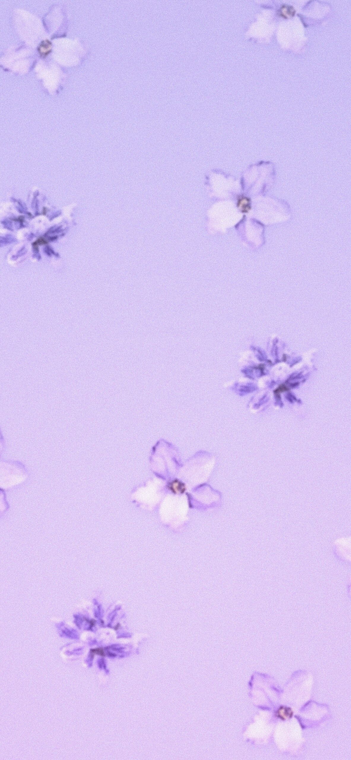 A close up of some flowers on the ground - Lavender