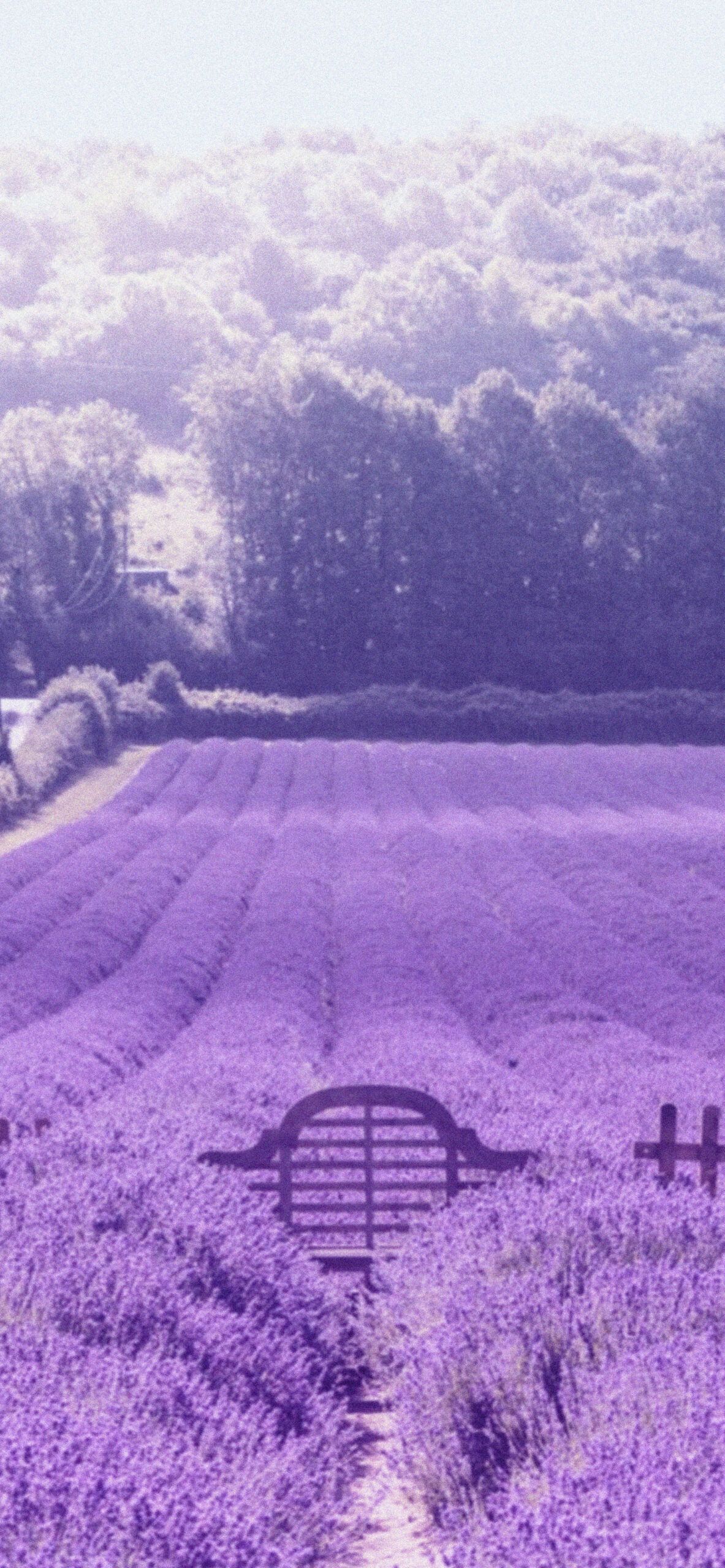 A field of purple flowers in front an open gate - Lavender