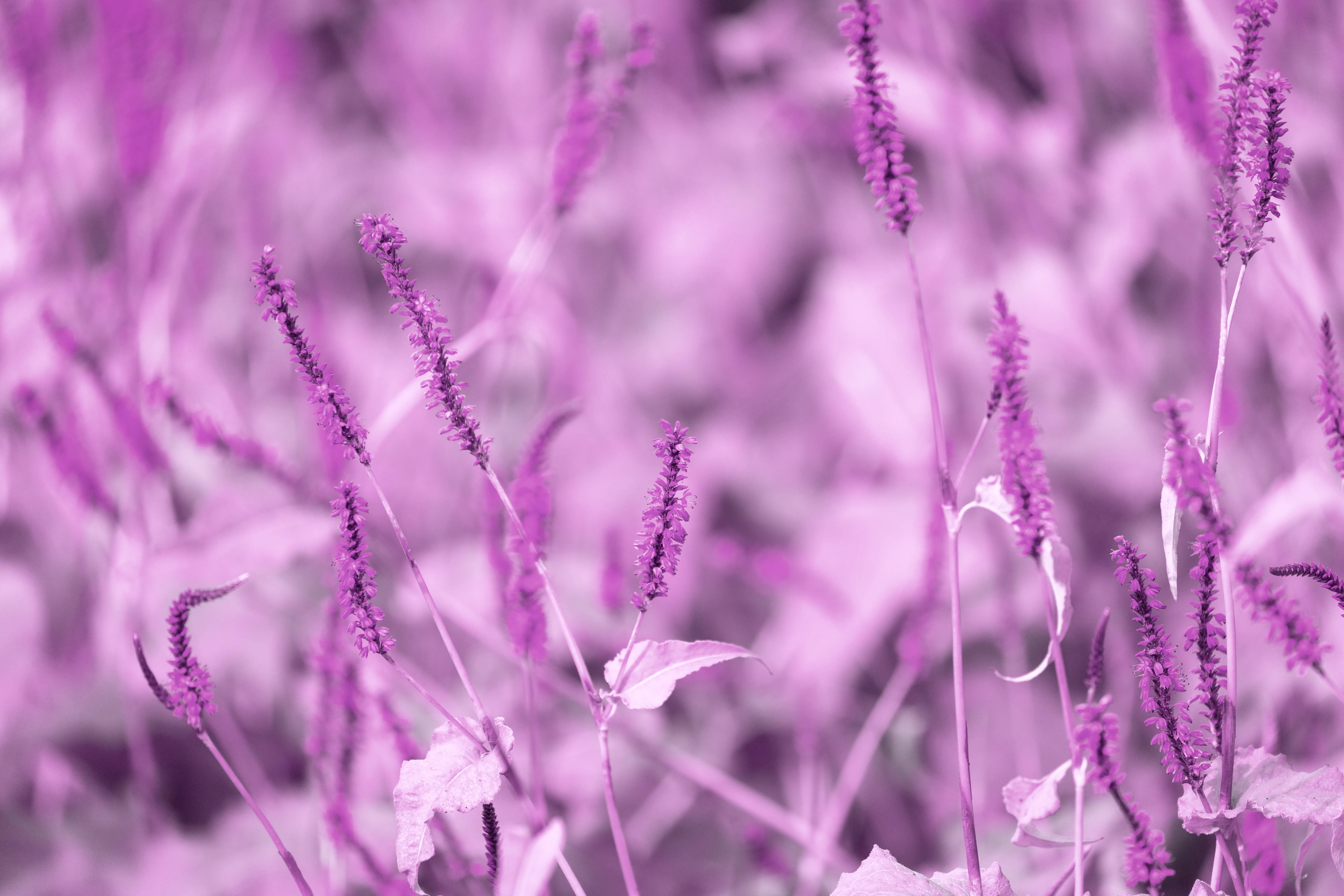 Download Purple Pastel Aesthetic Lavender Wallpaper