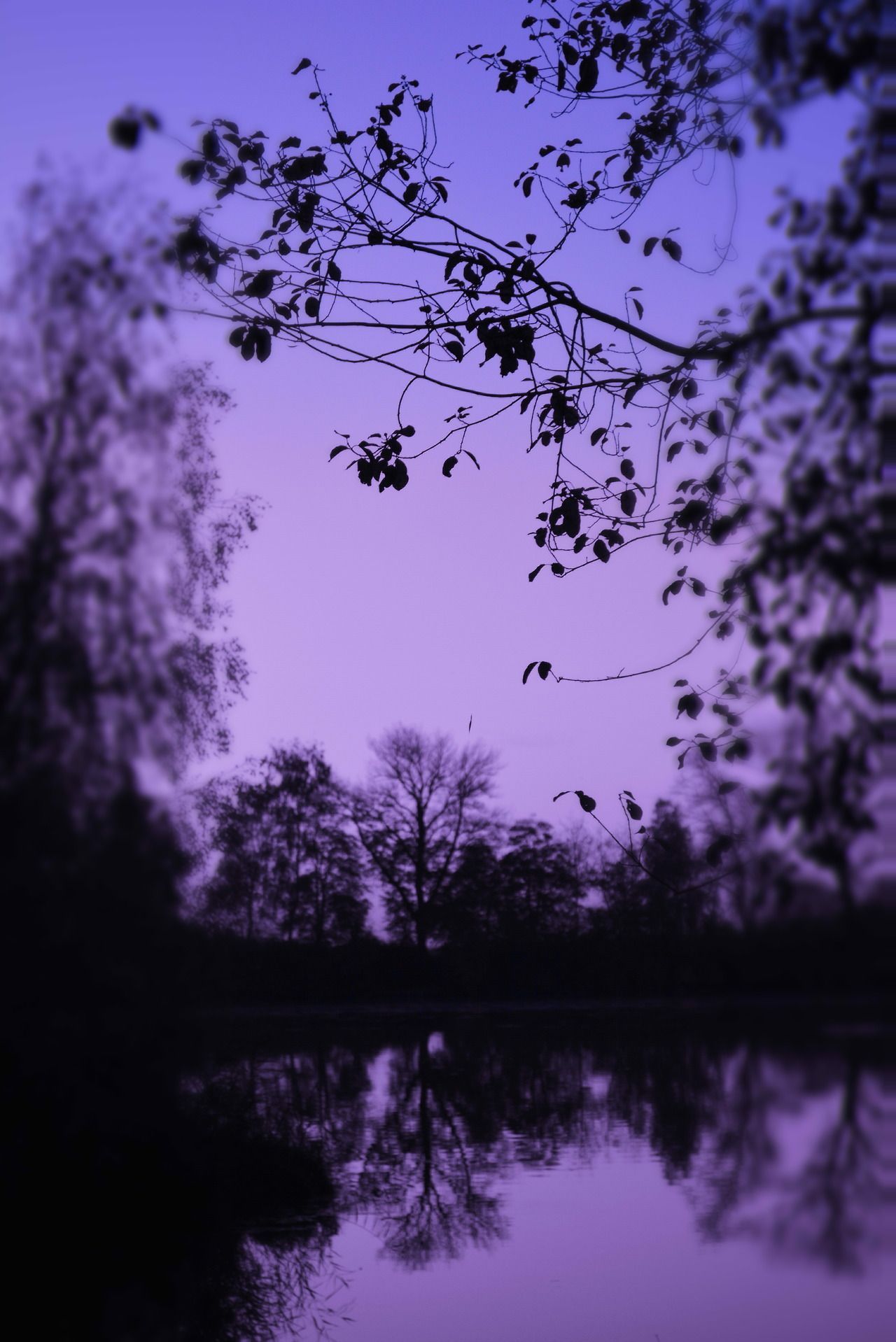 A lake with trees and the sky in it - Lavender