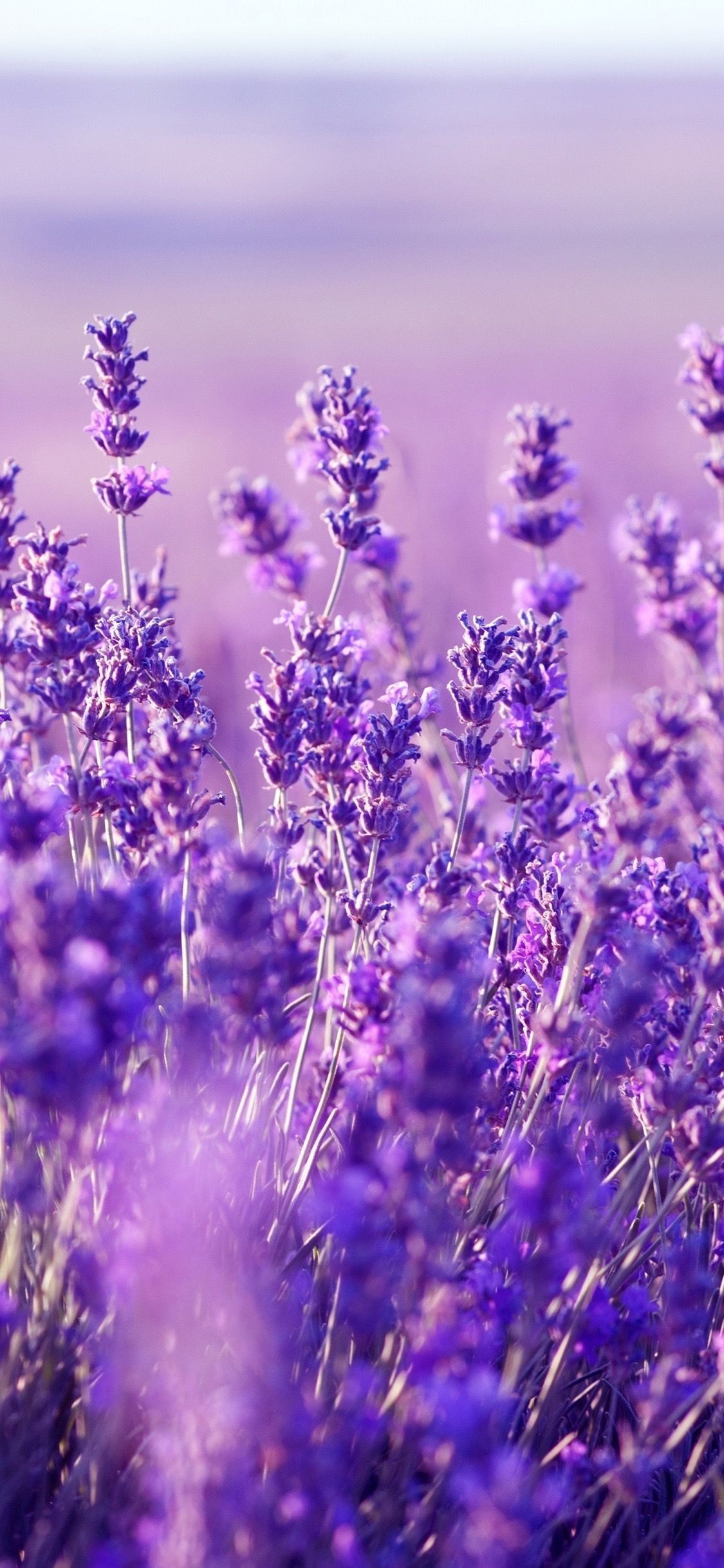 Lavender fields in the countryside - Lavender