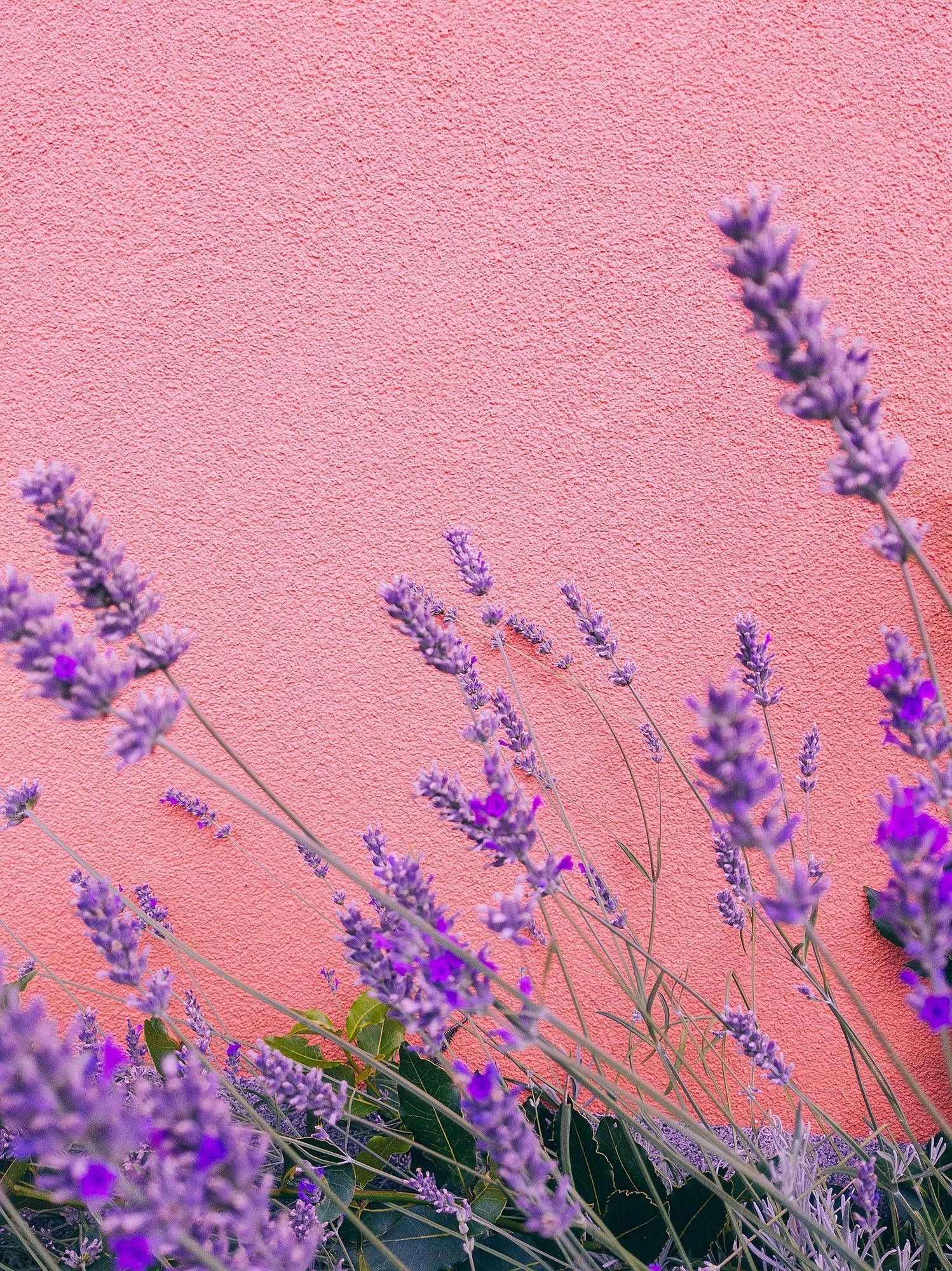 Download Lavender Aesthetic Stems By The Wall Wallpaper