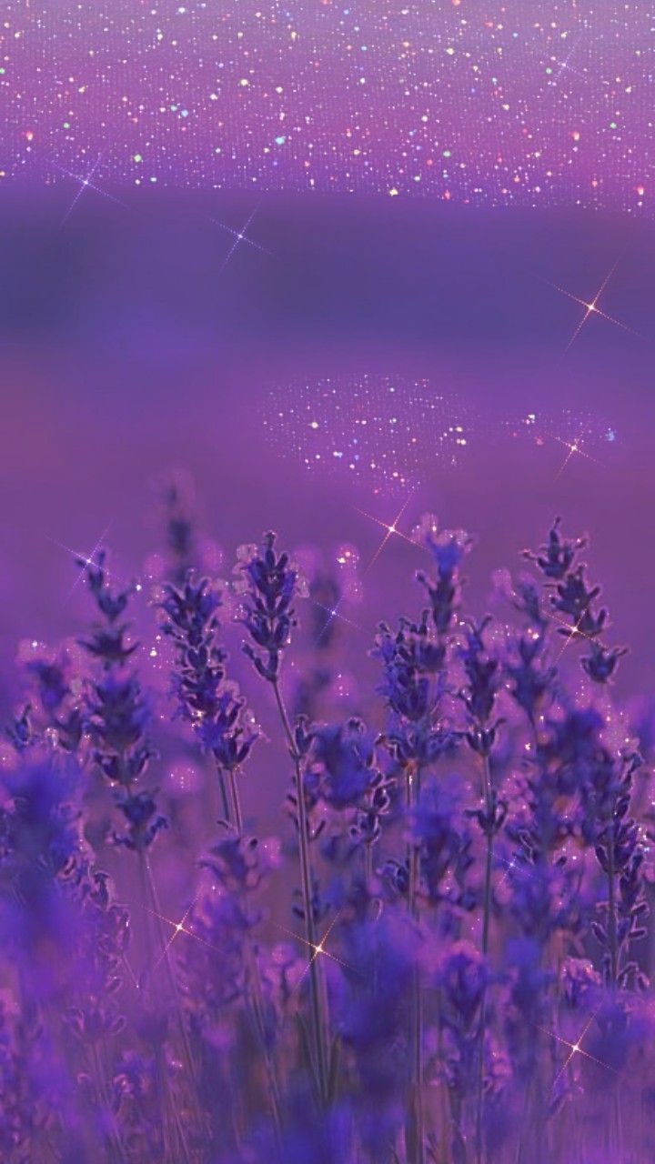 A purple field with stars in the sky - Lavender