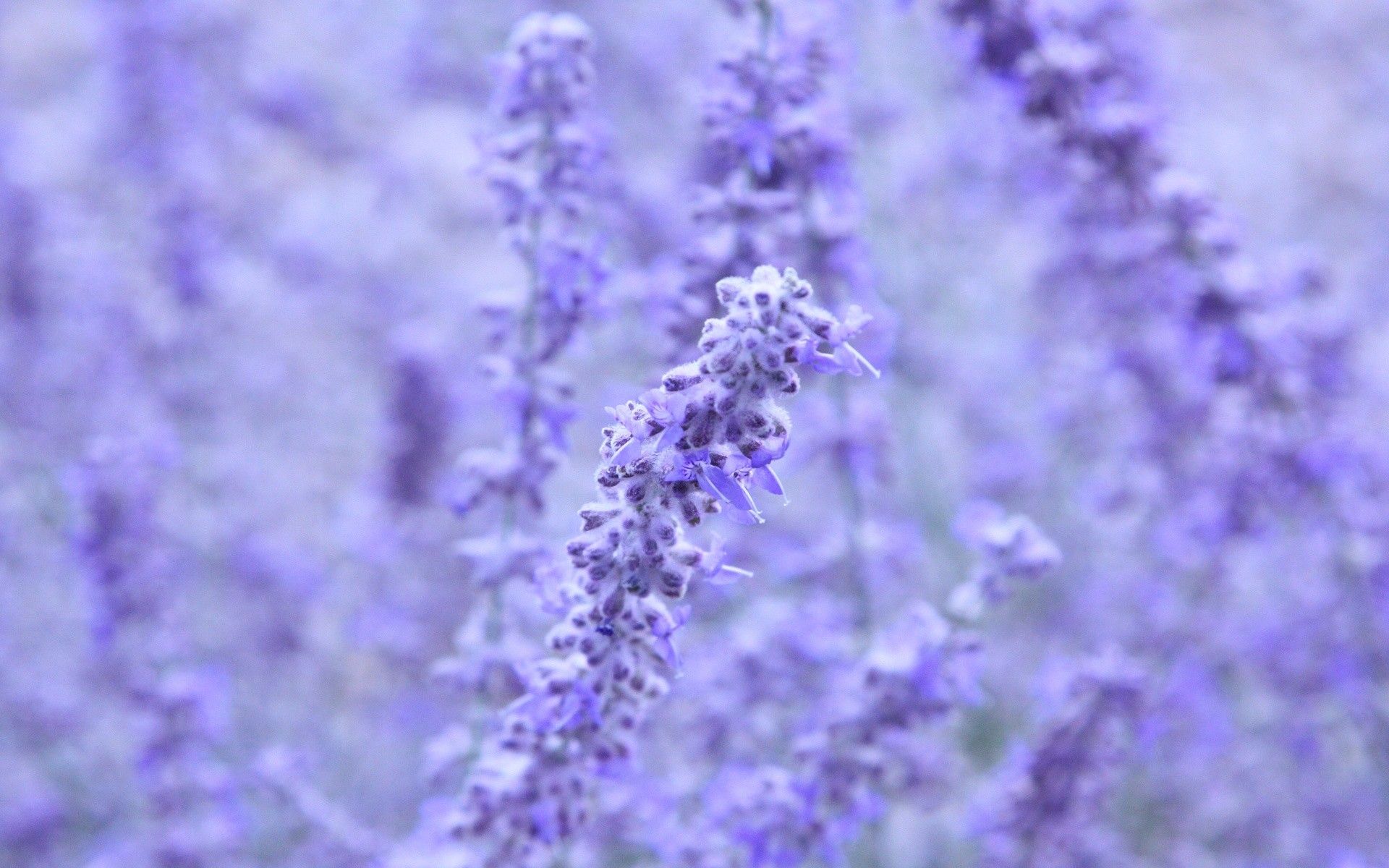 A close up of lavender flowers in the field - Lavender
