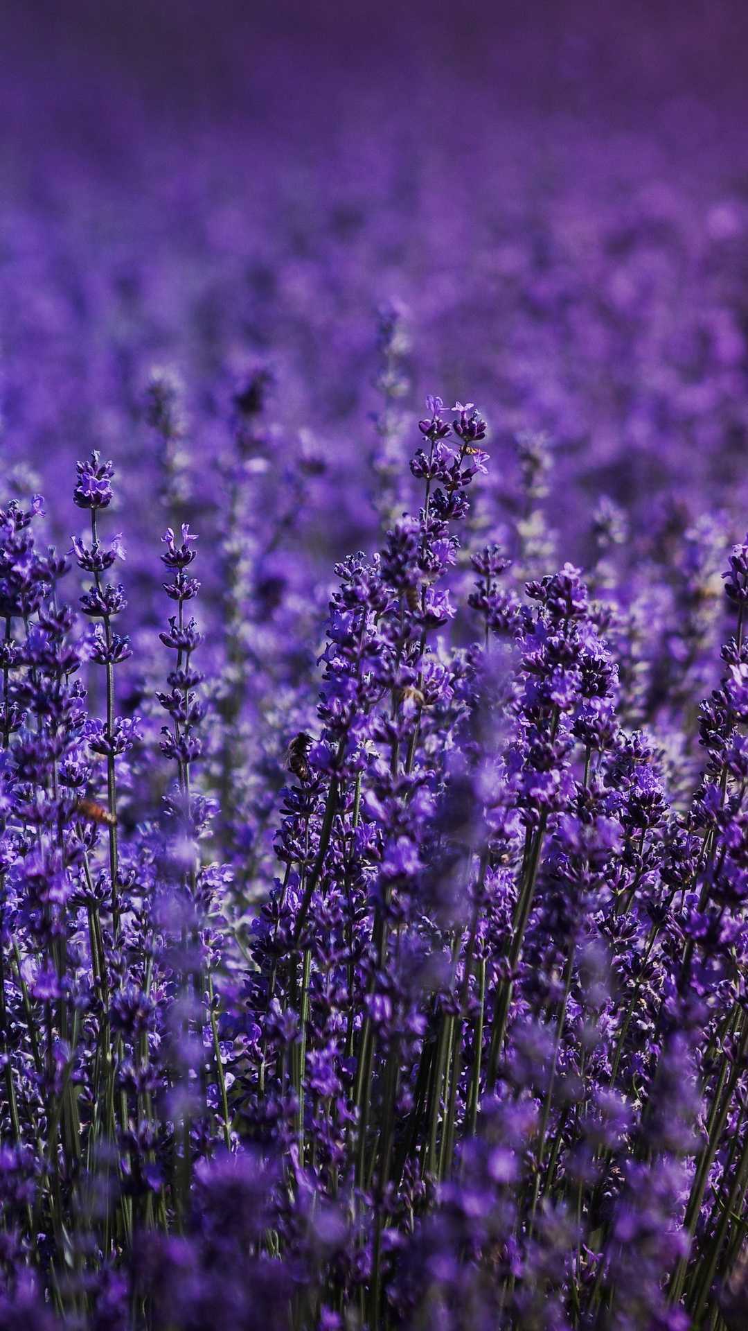 Lavender fields in the purple mountains - Lavender, garden