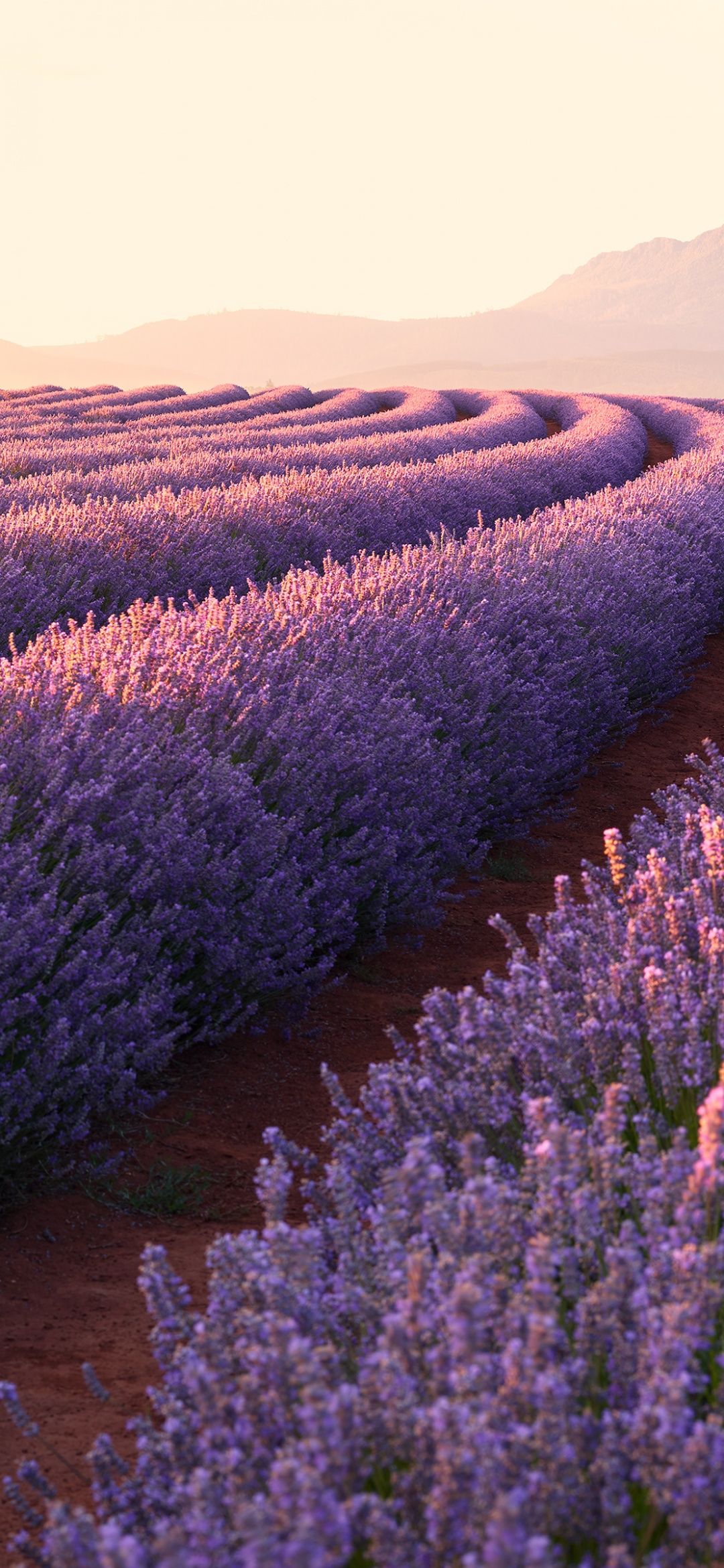 A field of purple flowers in the sunset - Lavender, flower