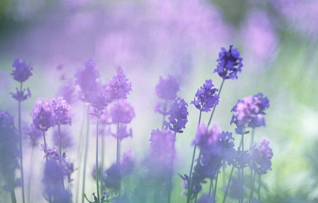 Wallpaper flowers, blur, lavender, the color purple image for desktop, section цветы