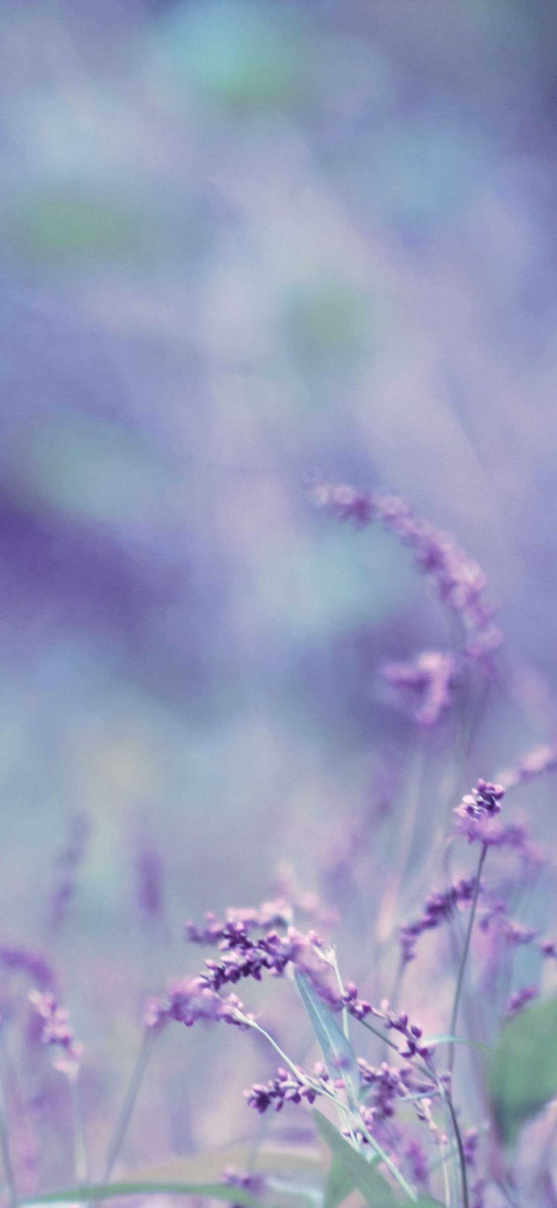 A picture of purple flowers in a field - Lavender