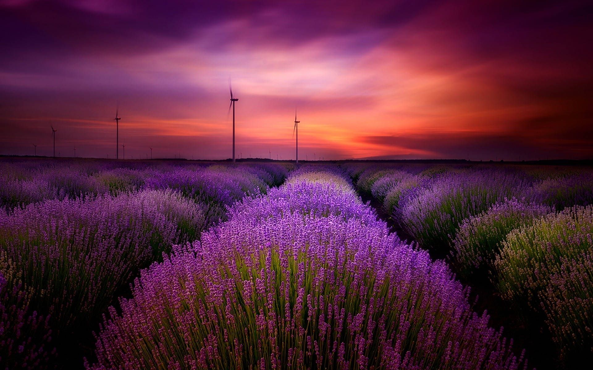 A field of lavender flowers with windmills in the background - Lavender