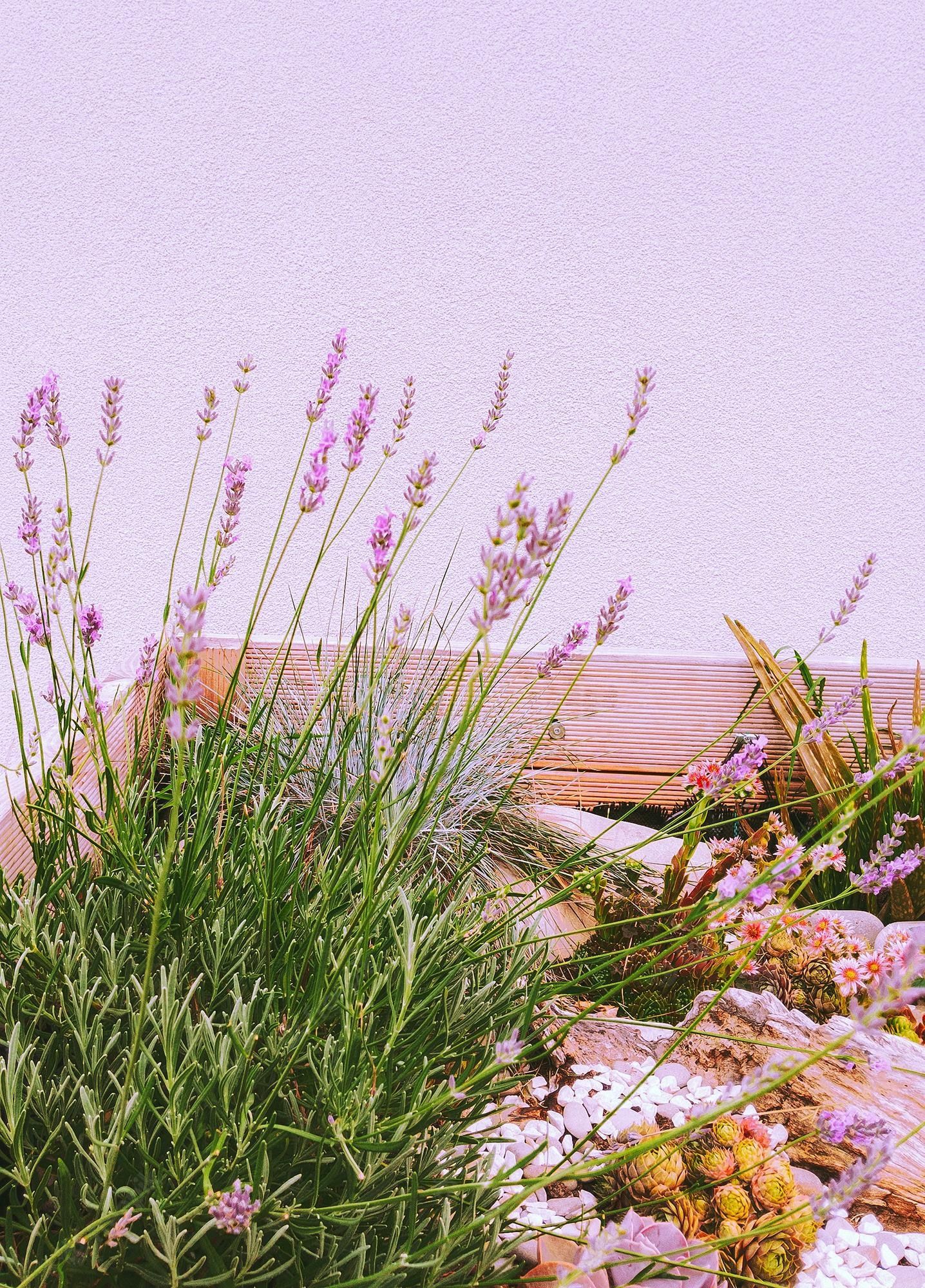 Premium Photo. Fashion stylish natural wallpaper lavender composition in box decor on white wall minimalist aesthetic