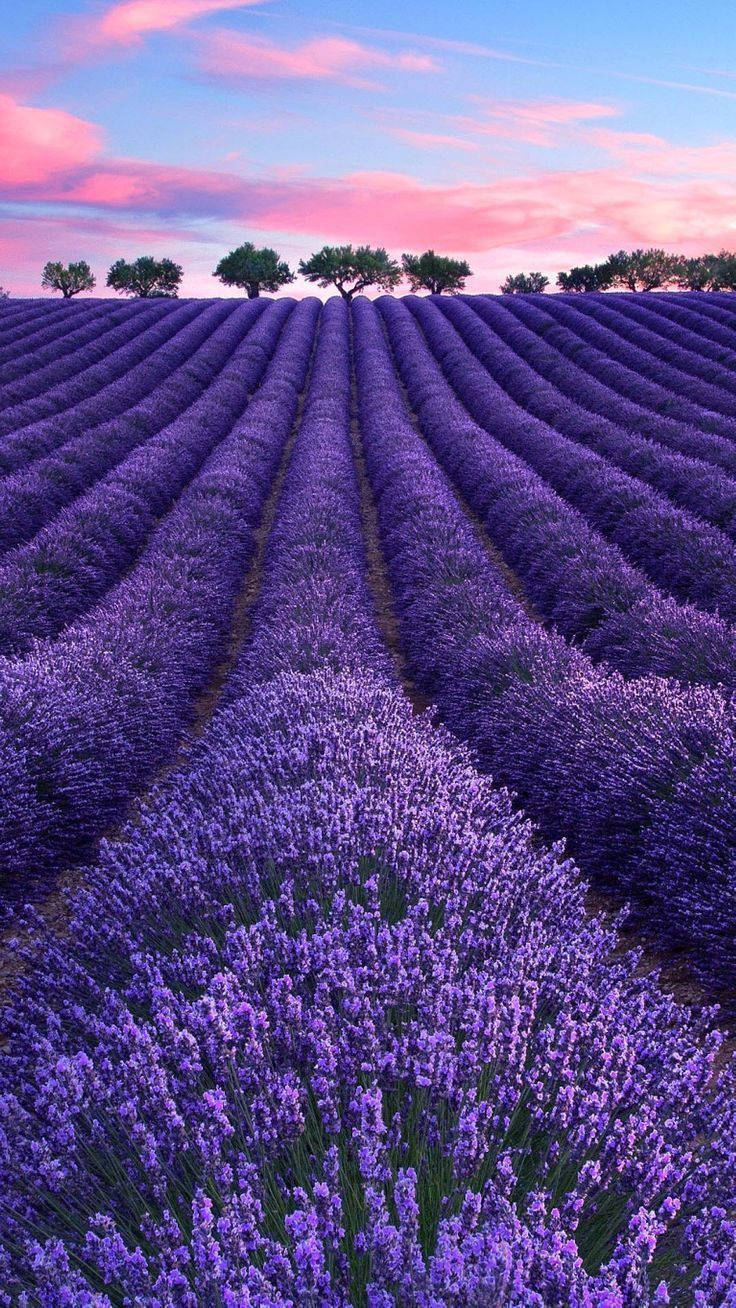 A field of lavender flowers in full bloom. - Lavender