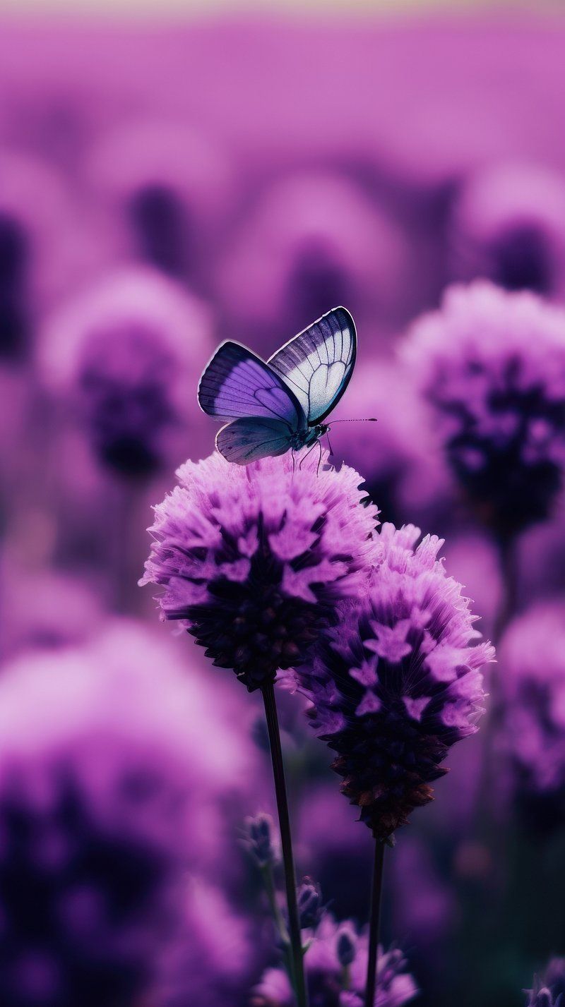 Purple Wallpaper Image. Free Photo