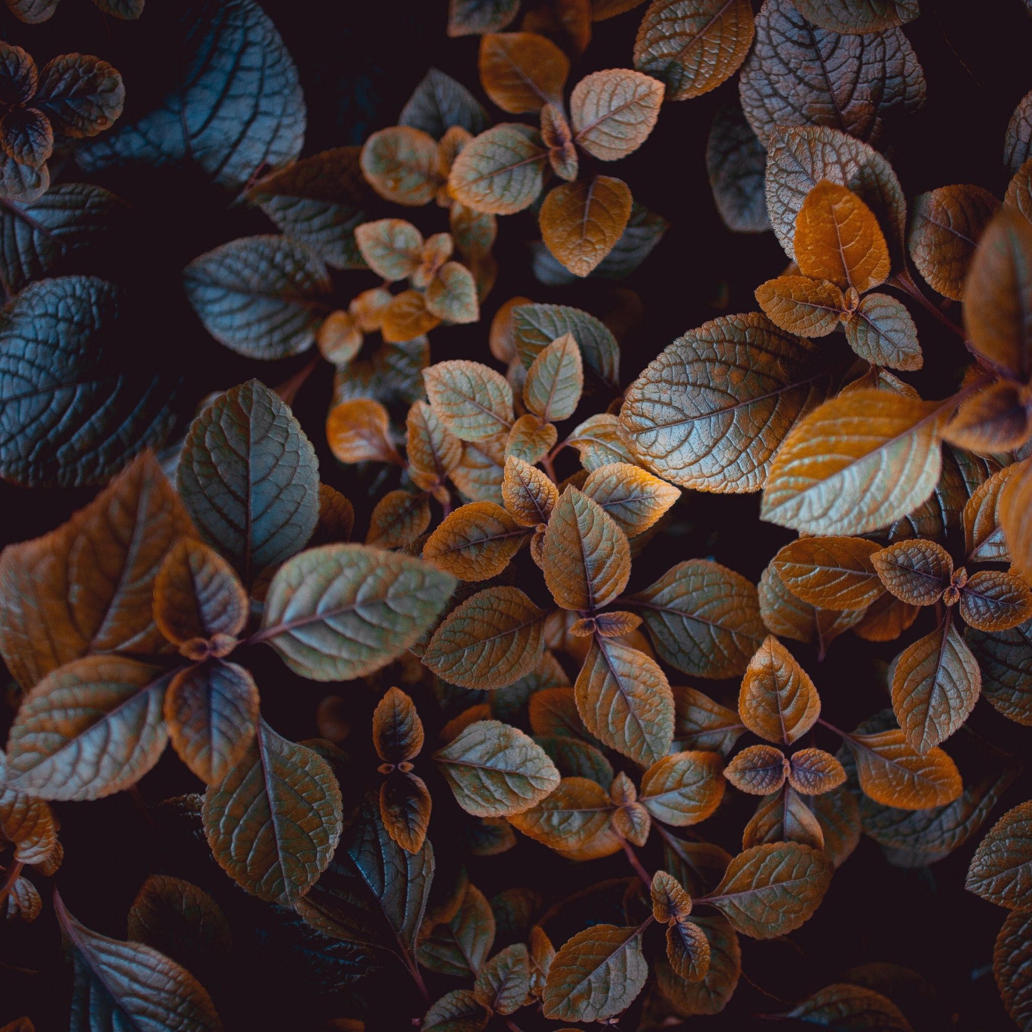 Leaves Wallpaper 4K, Brown aesthetic, Plant