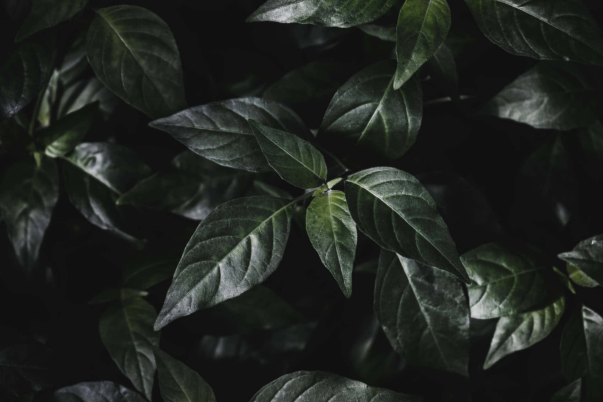 Aesthetic Leaf Background. Wallpaper