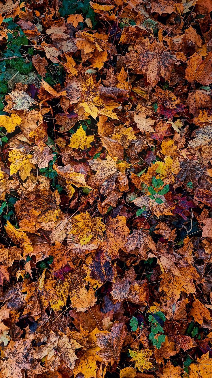 Autumn leaves wallpaper