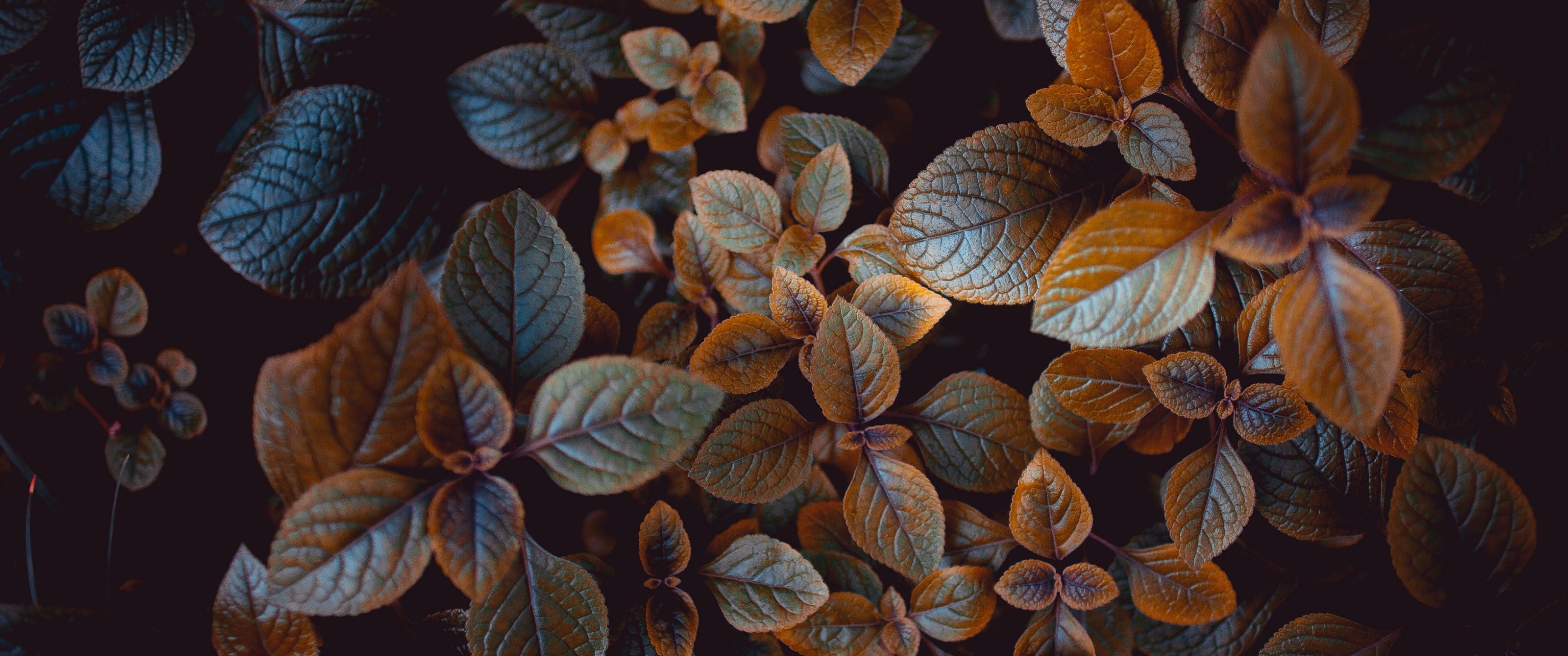 Leaves Wallpaper 4K, Brown aesthetic, Plant