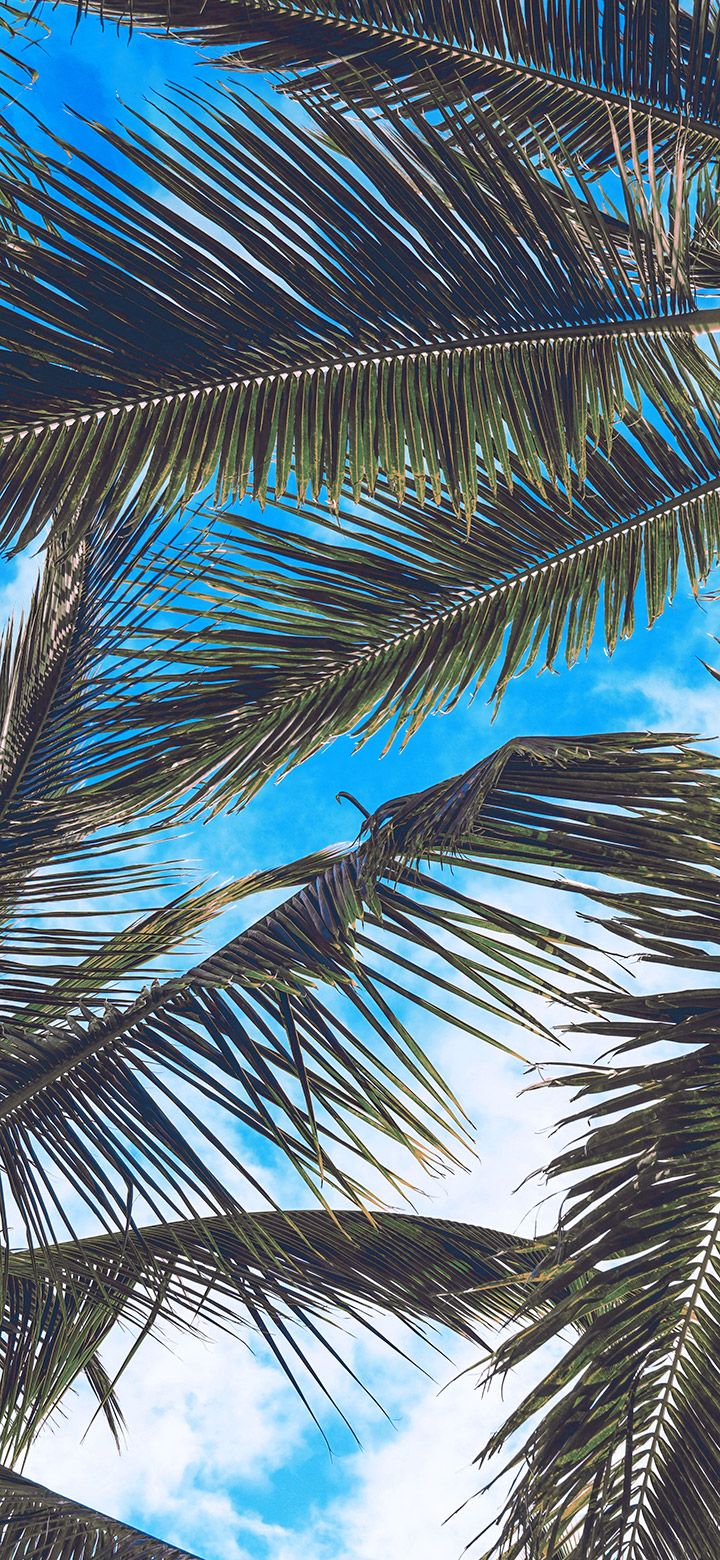 Aesthetic Coconut Tree Leaves Under Sky