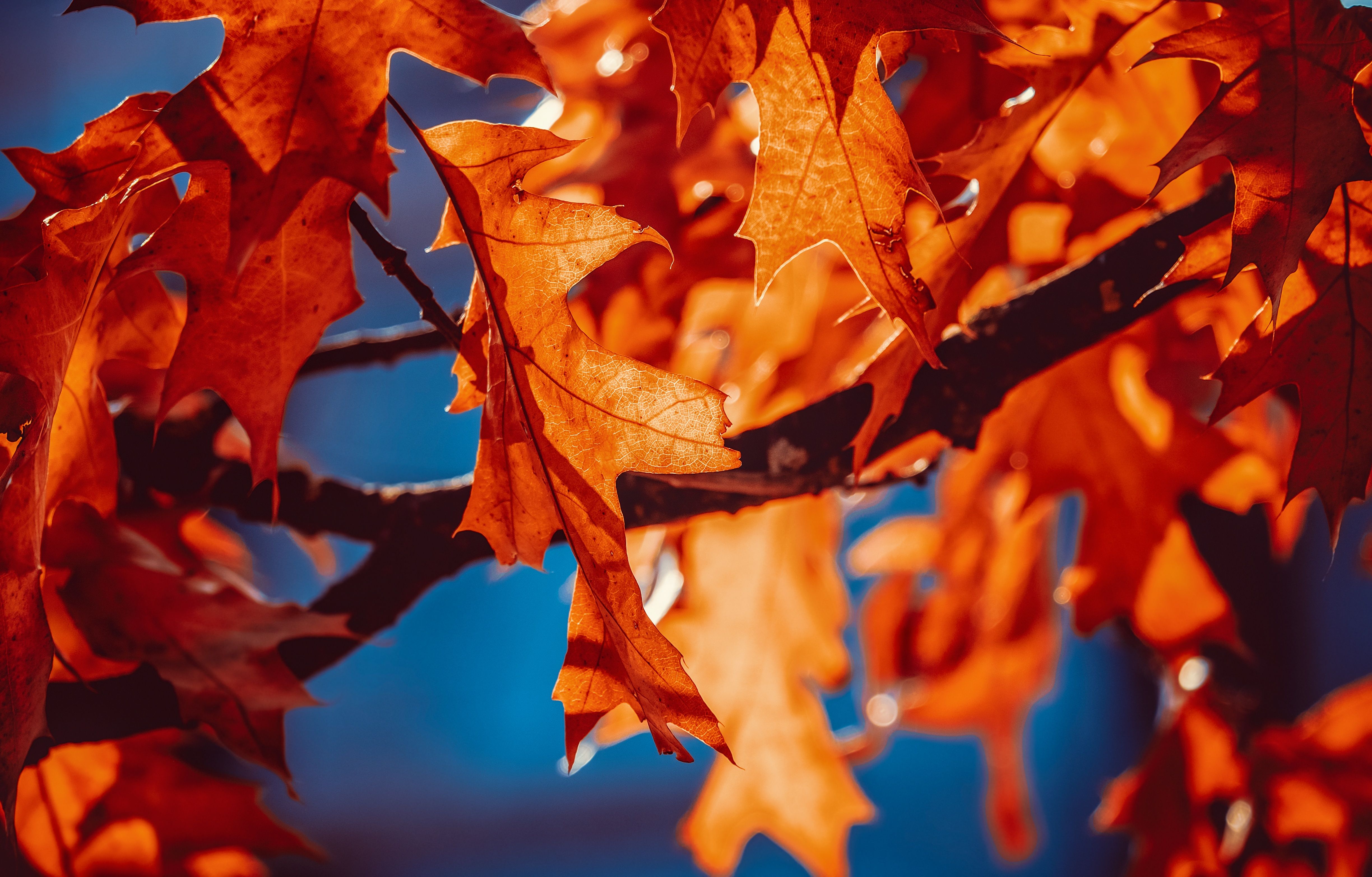 Autumn leaves Wallpaper 4K, Orange Leaf