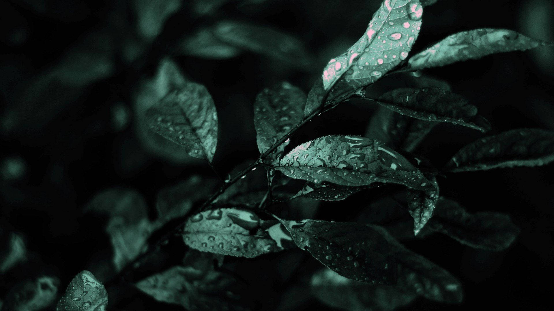 Raindrops on the leaves of a rose bush - Dark green