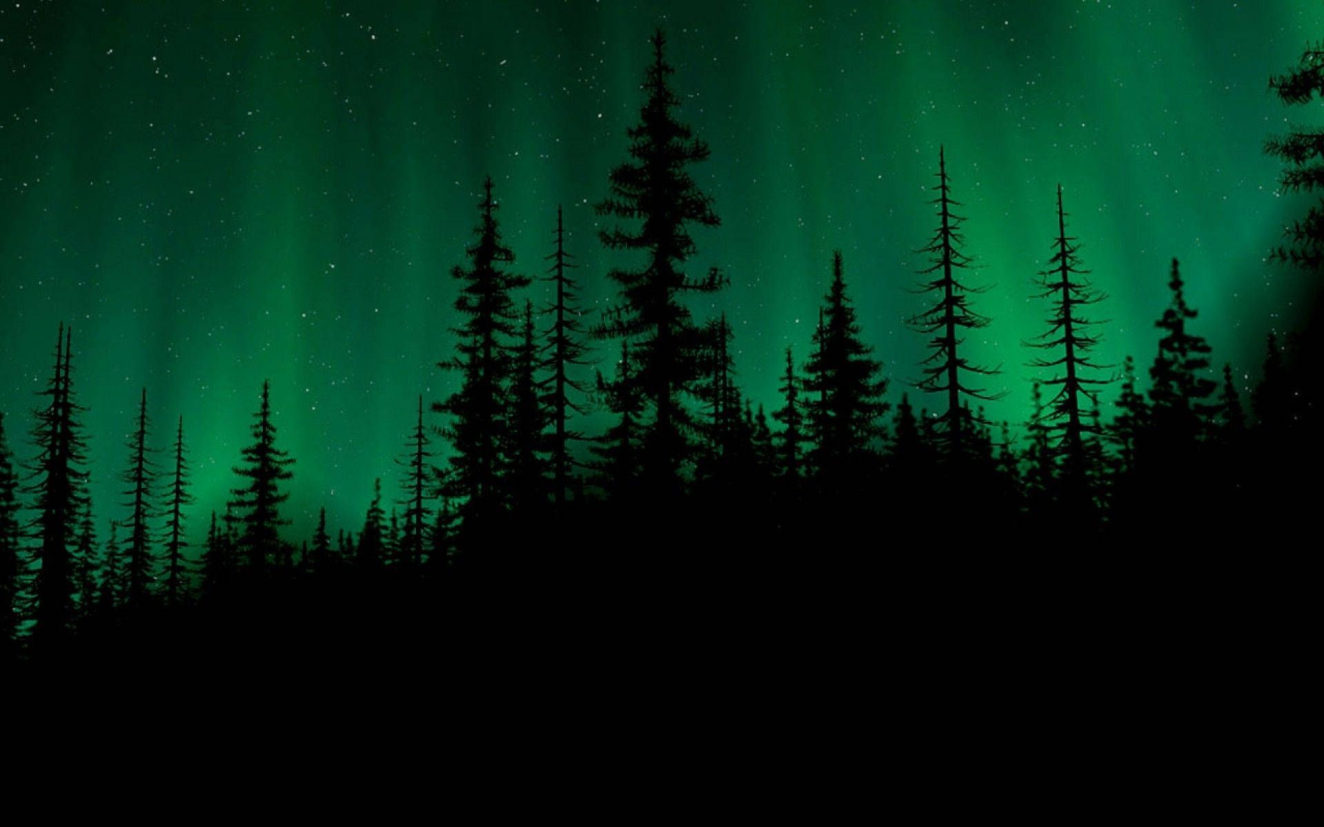 The aurora borealis is shown over a forest of trees - Dark green