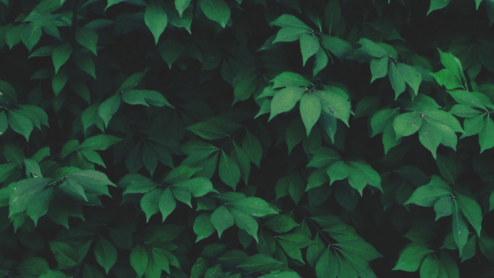 A wall of green leaves - Dark green