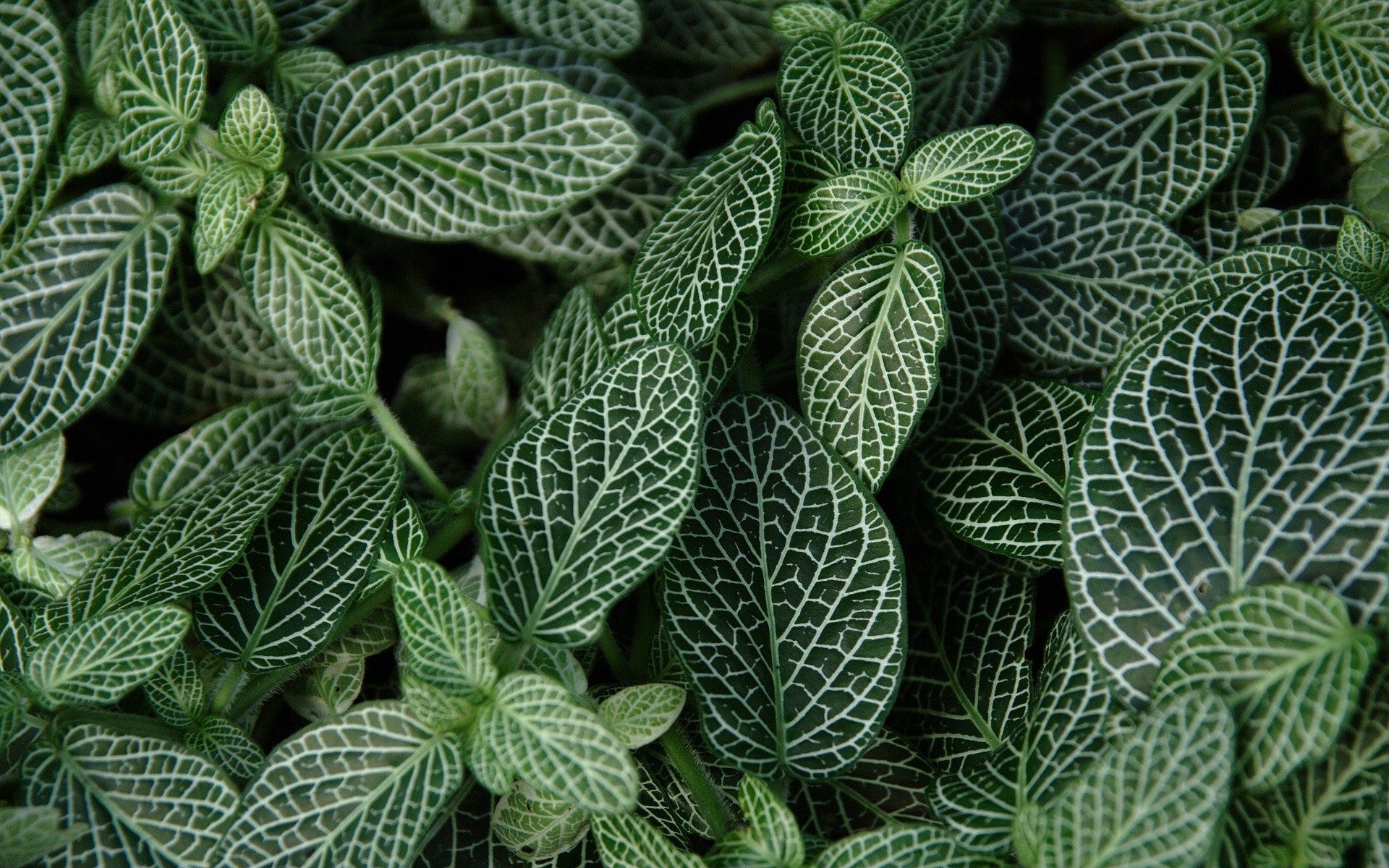 A close up of green and white leaves of a plant - Dark green