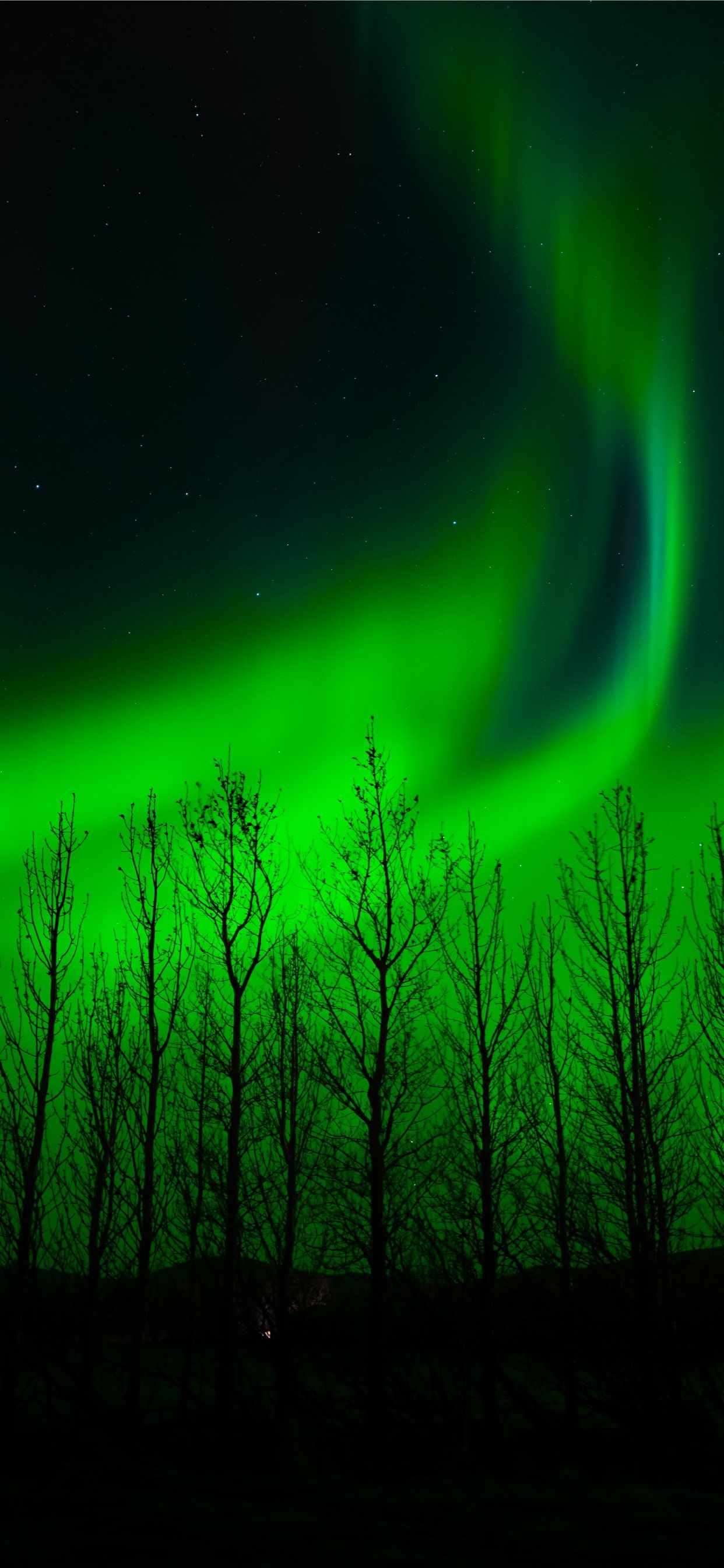 Northern lights over a forest in the night - Dark green