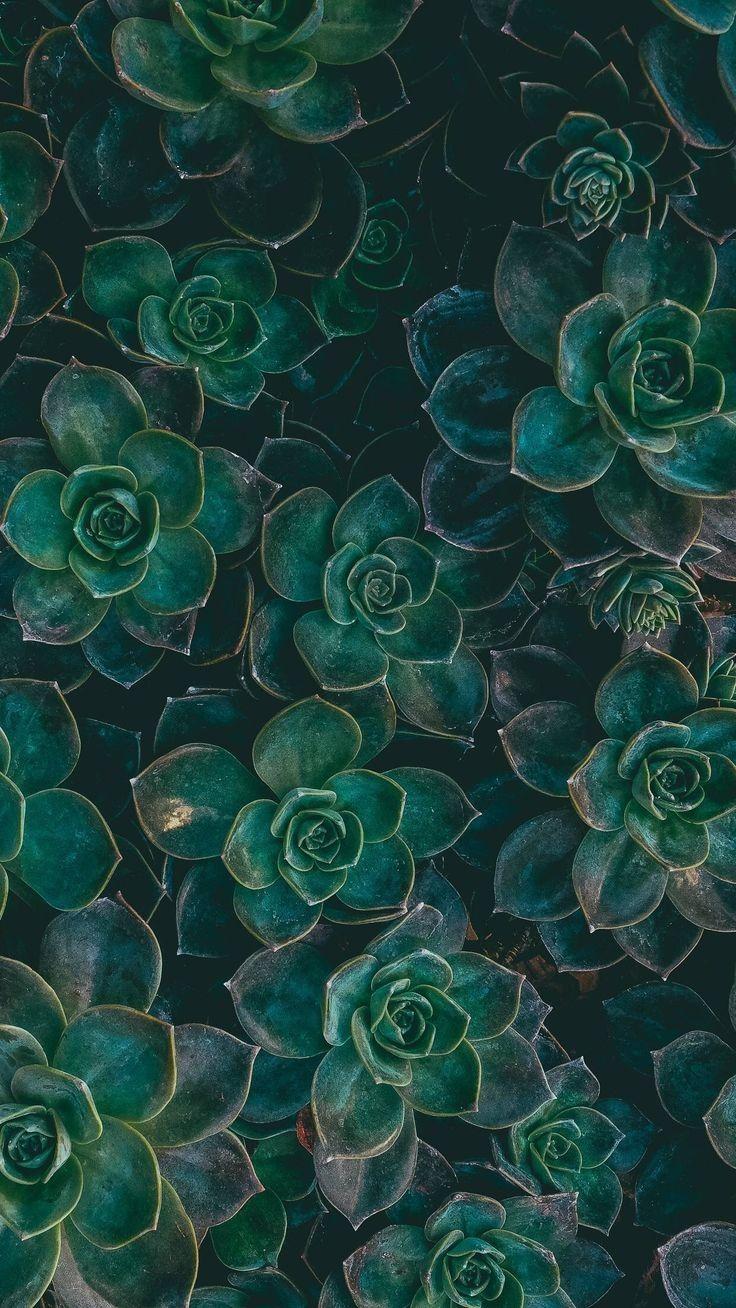 A background of green succulents with a dark background - Dark green