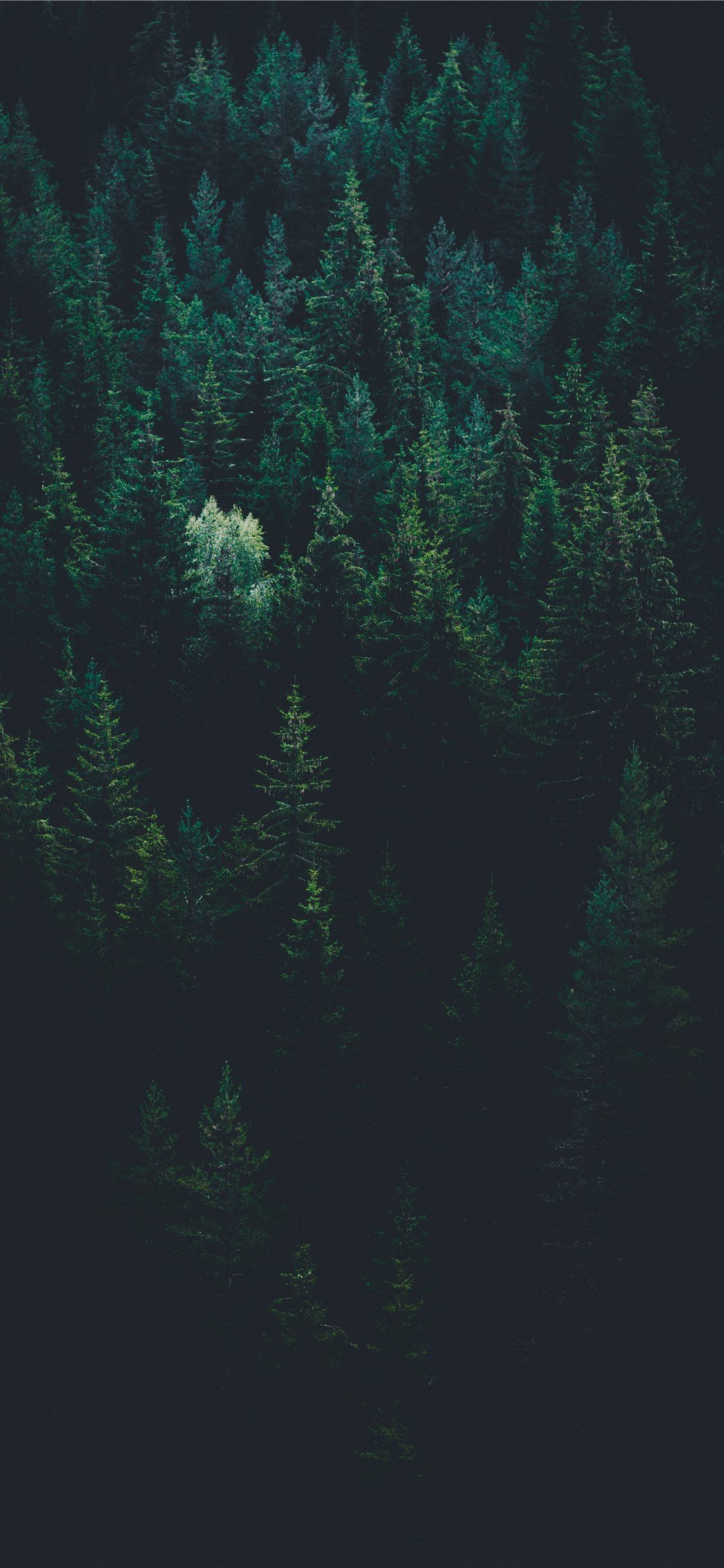 IPhone wallpaper of a forest of trees in the dark - Dark green, forest