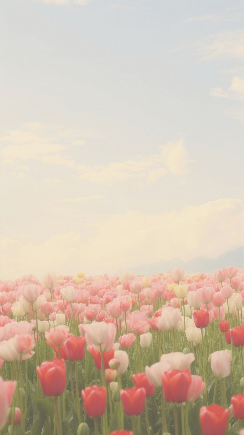 Wallpaper Aesthetic Tulips Image