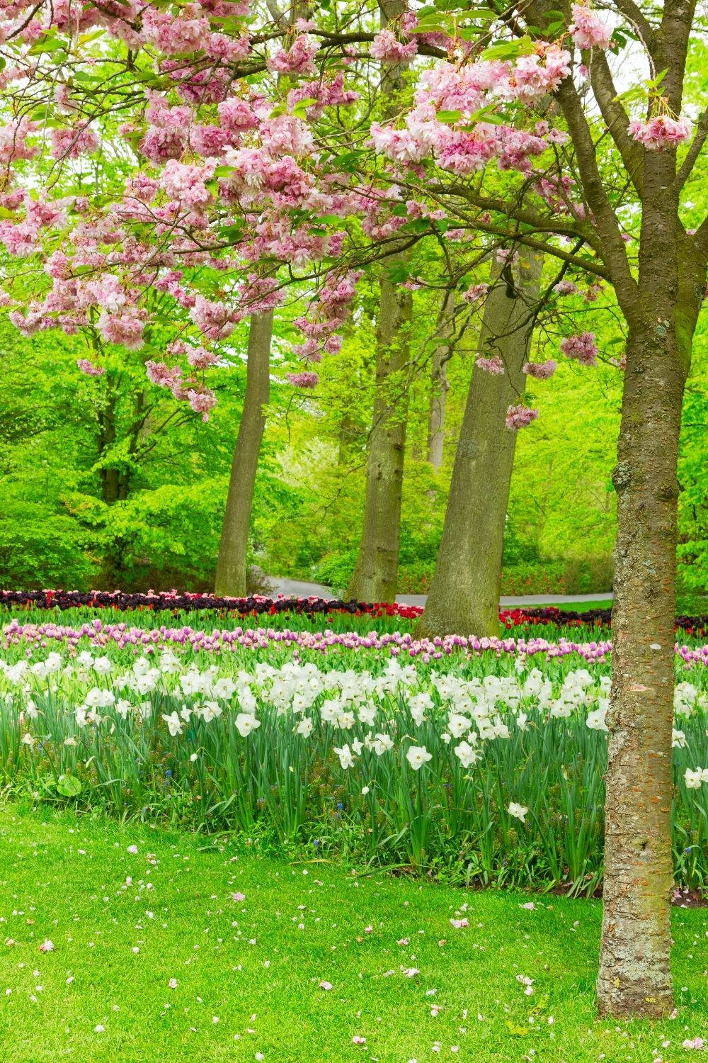 Aesthetic Spring HD Wallpaper 100++