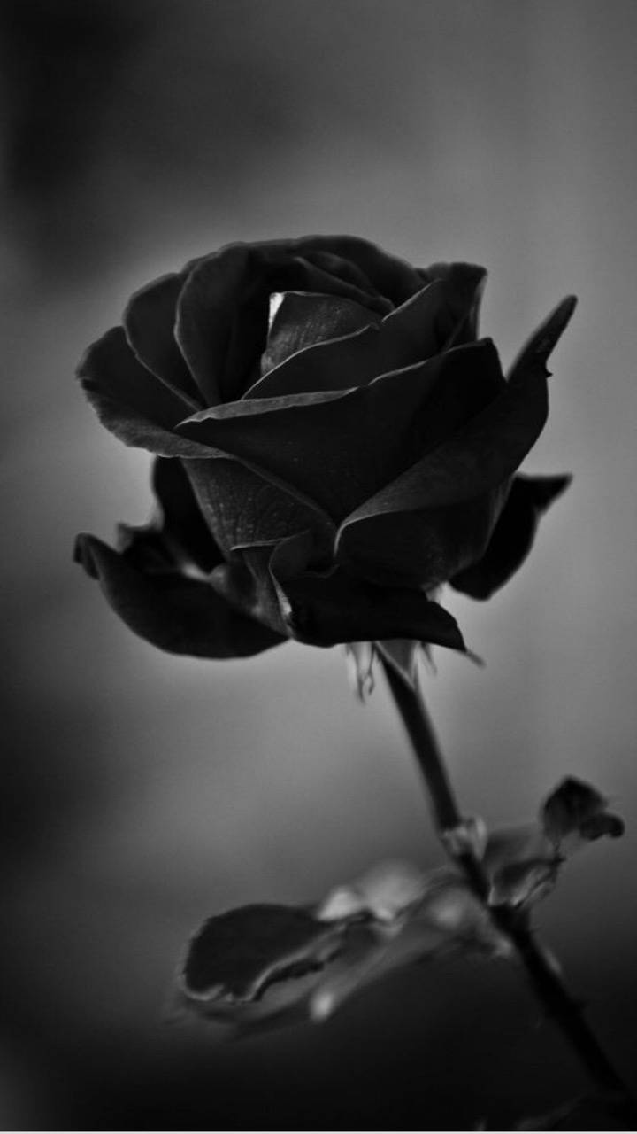 Black rose wallpaper by tubar. Black roses wallpaper, Black rose flower, Black and white picture wall