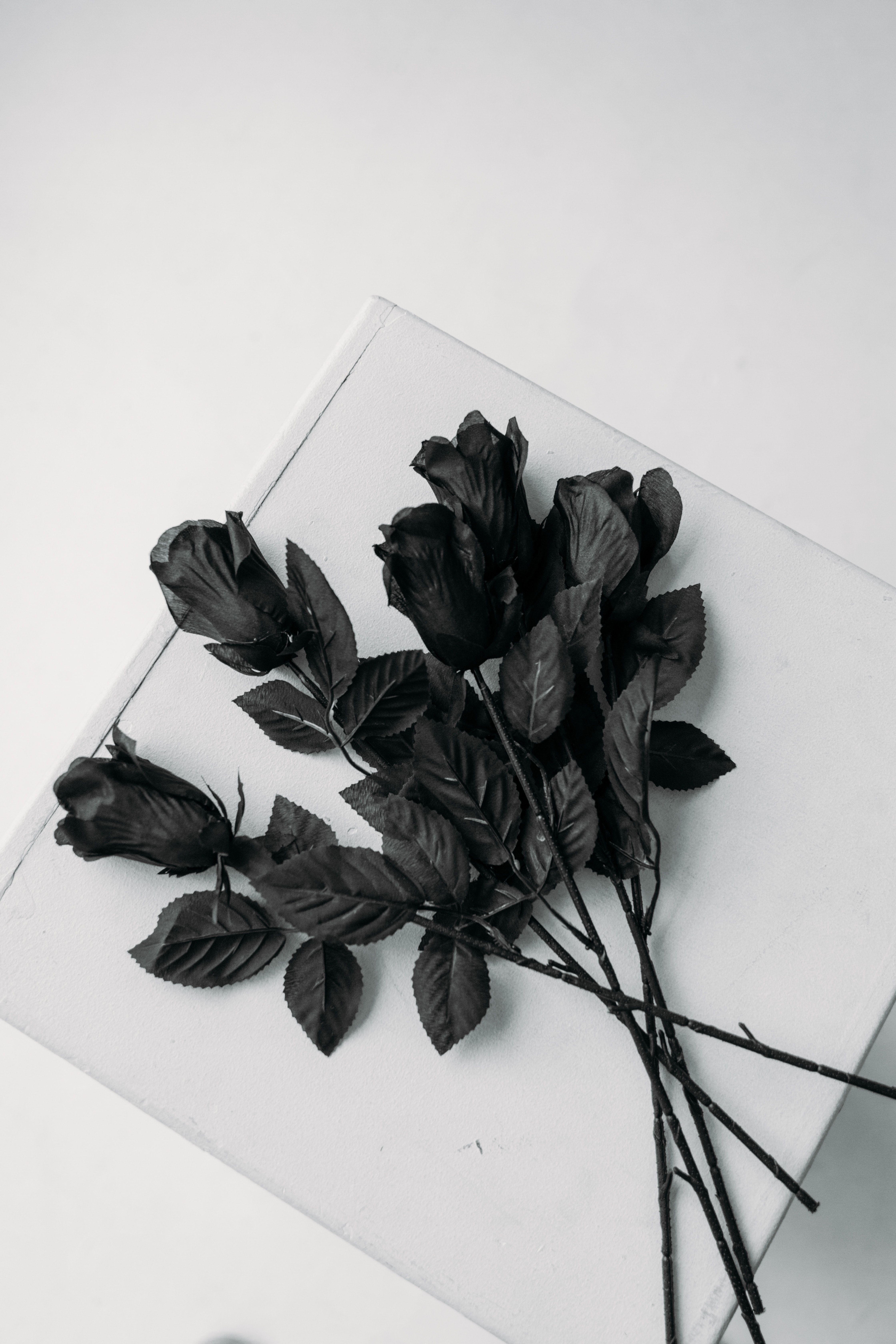 Black Roses Photo, Download Free Black Roses & HD Image