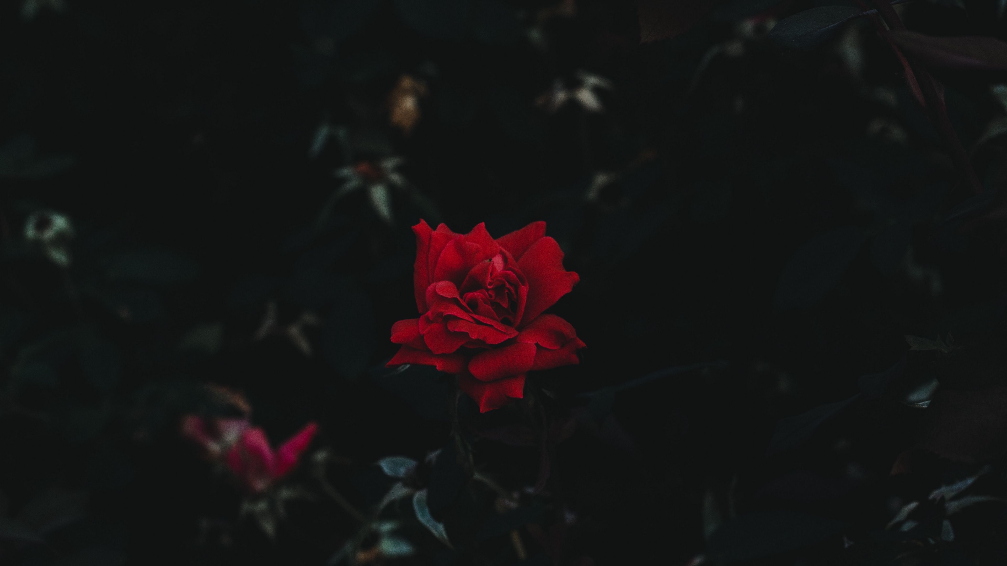 A red rose surrounded by green leaves. - Black rose