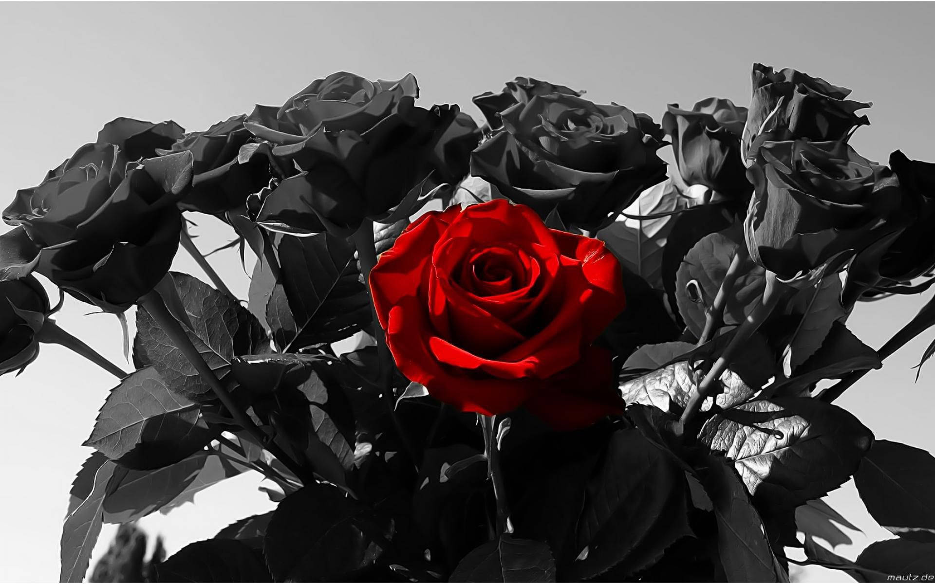 Free Black Rose Wallpaper Downloads, Black Rose Wallpaper for FREE
