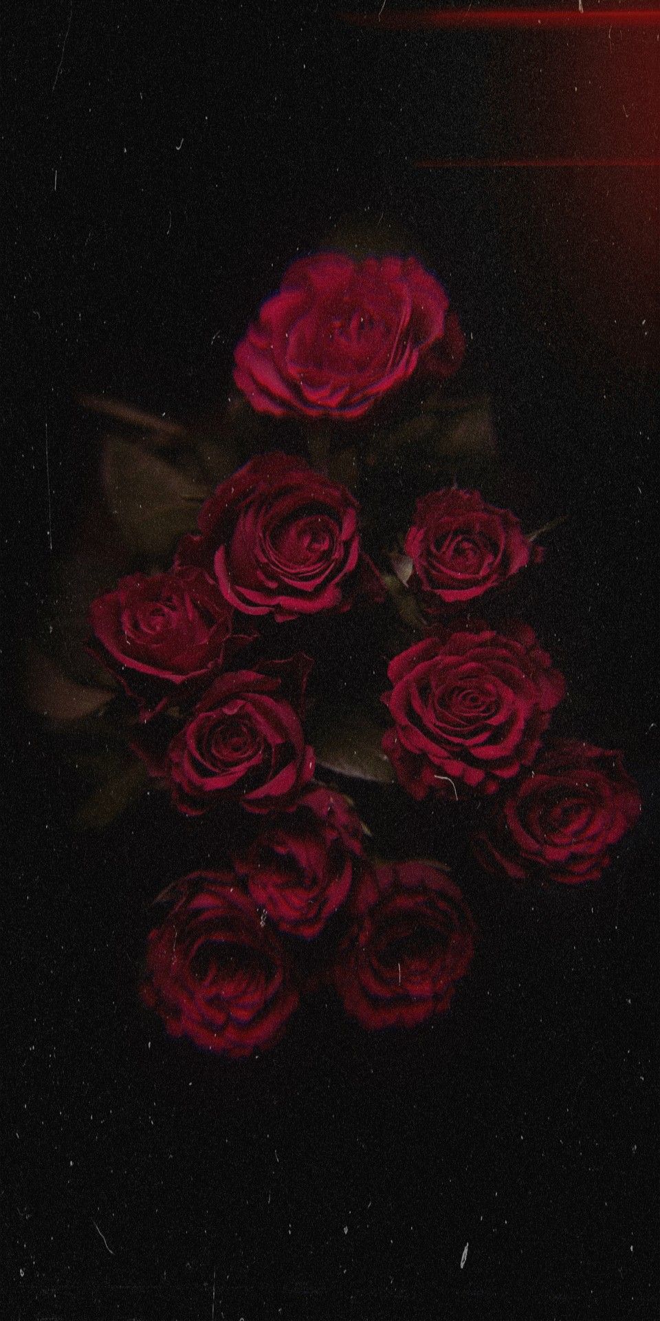 Red roses on a black background - Roses, black rose