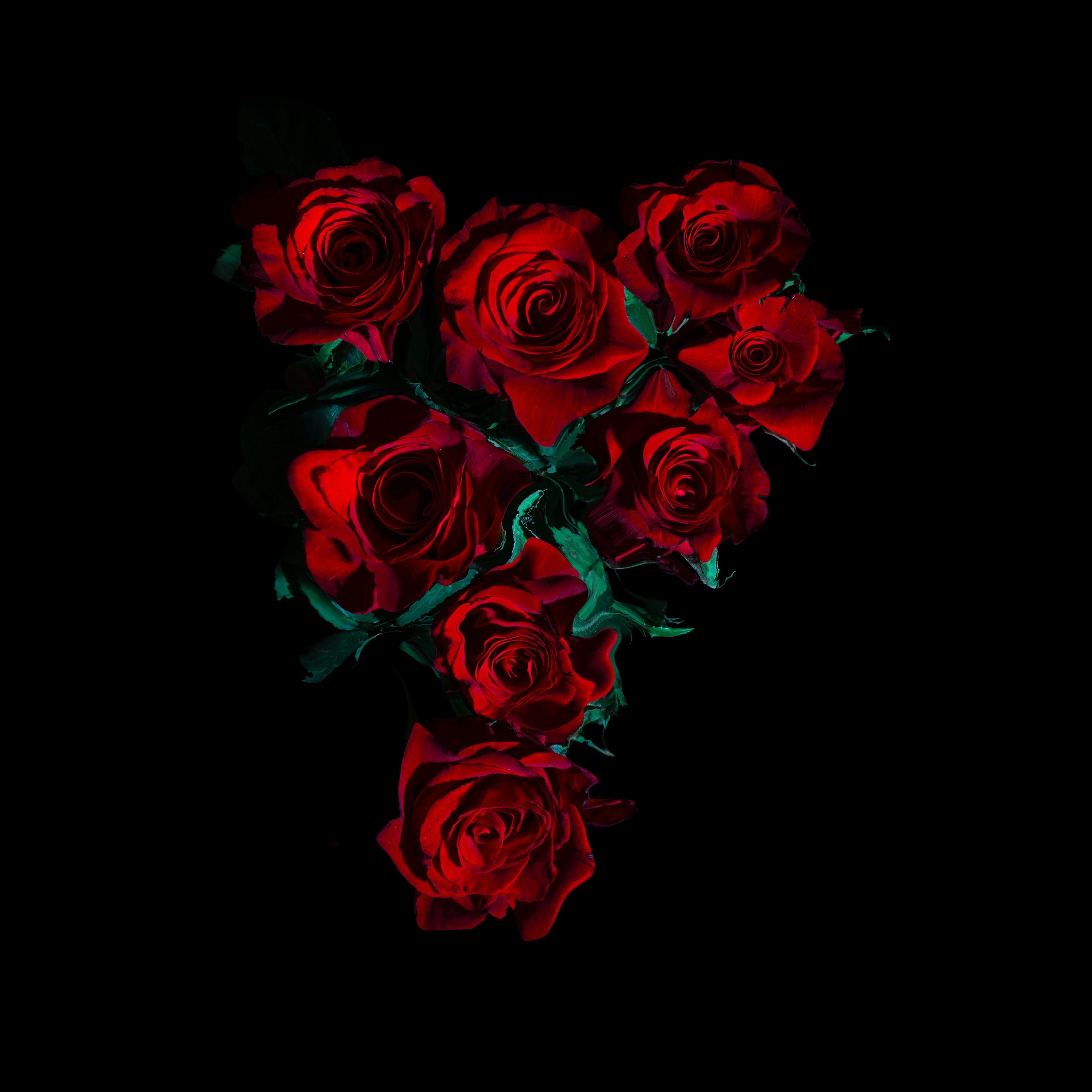 Red roses on a black background - Black rose