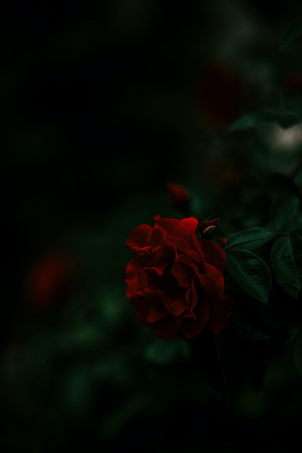 Dark Rose Picture. Download Free Image