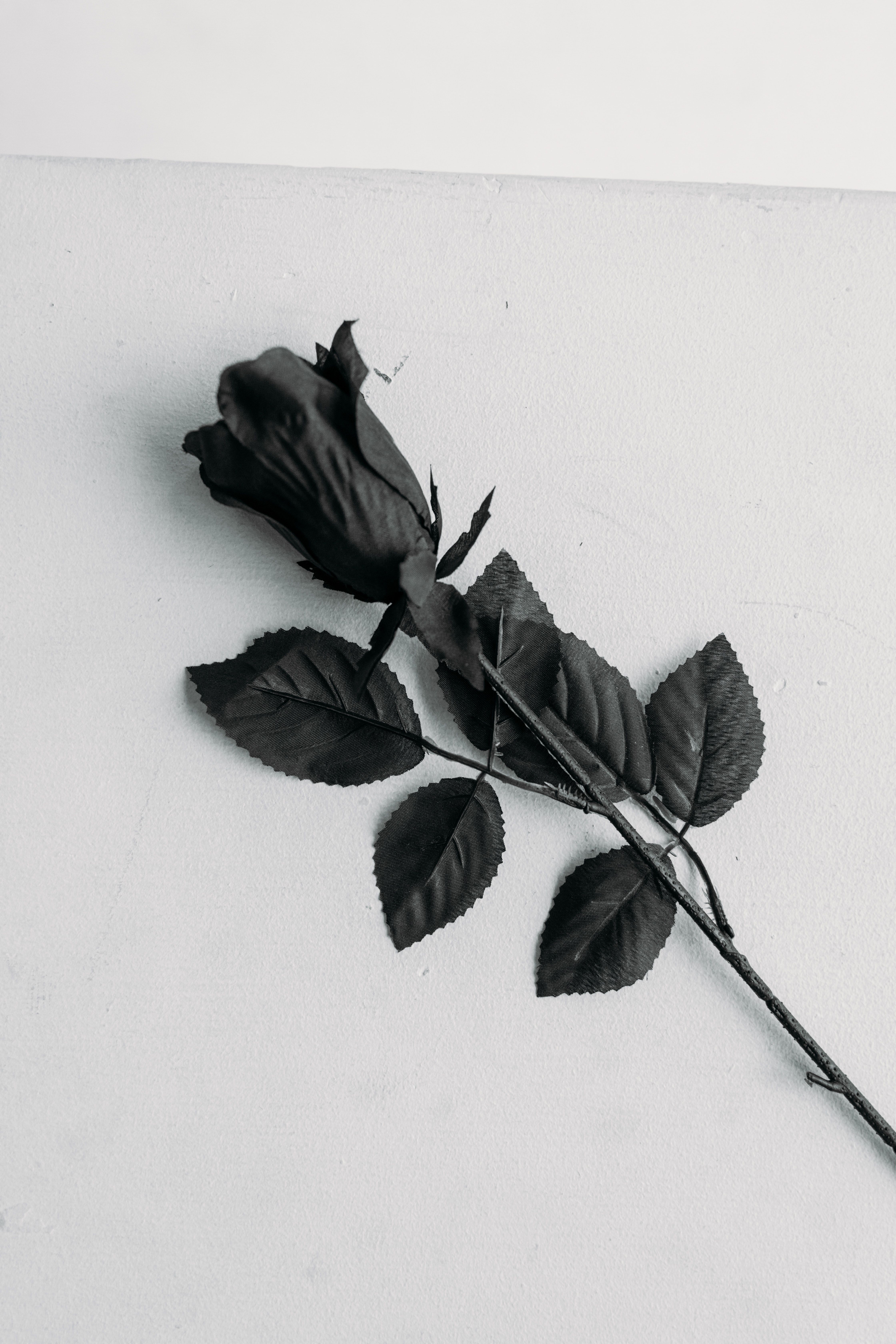 A black rose sitting on top of white table - Black rose