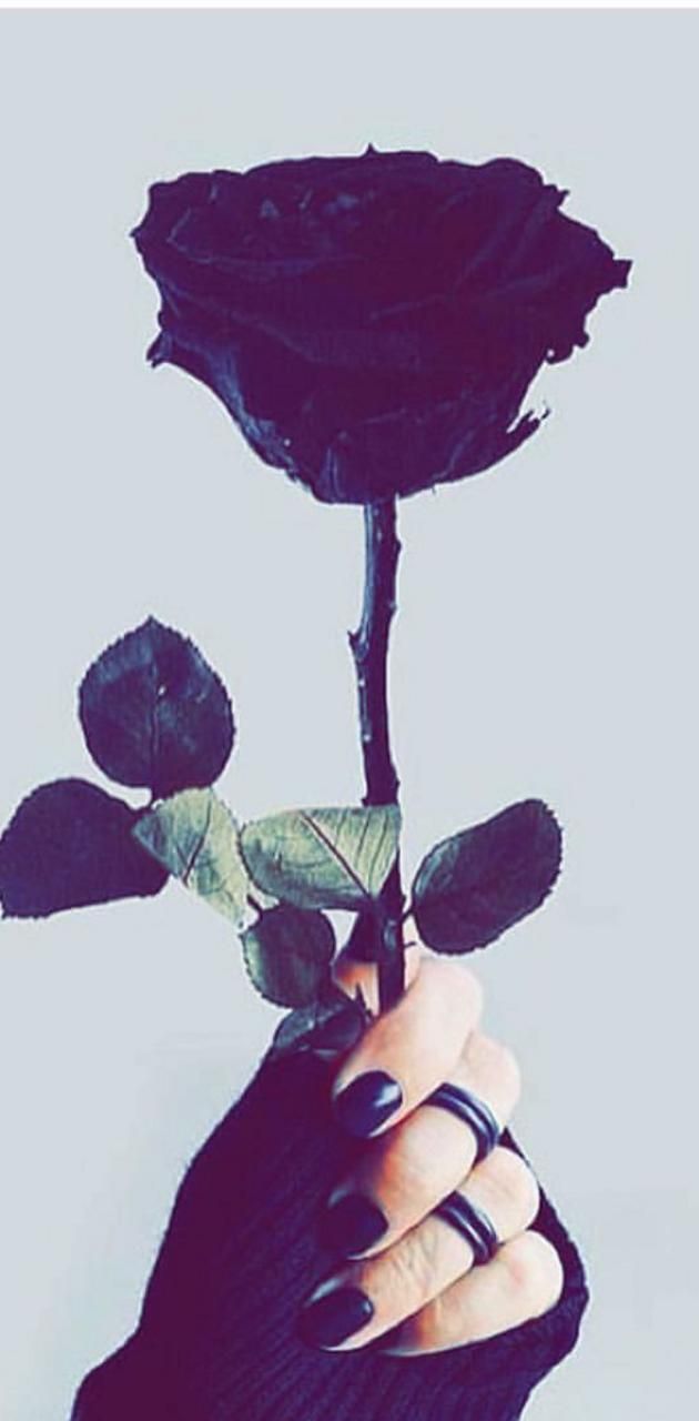 A hand with black nail polish holding a black rose. - Black rose