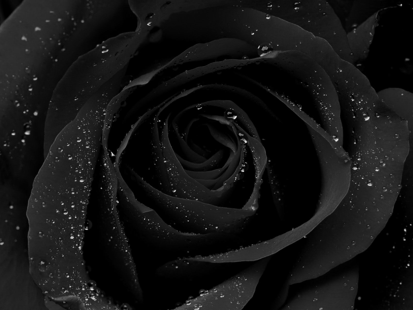 Rose On Black Background