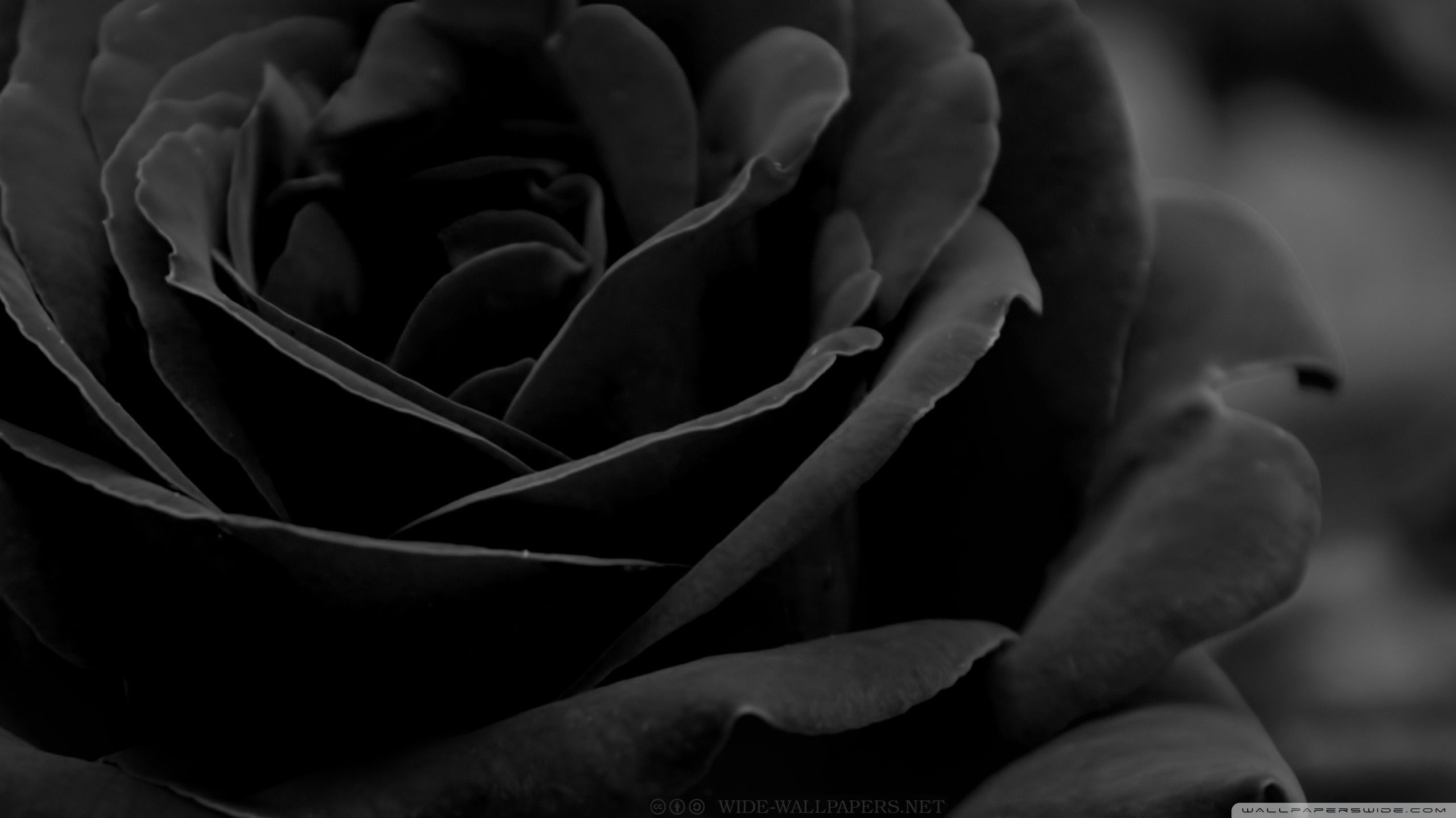 A black and white photo of a rose - Black rose