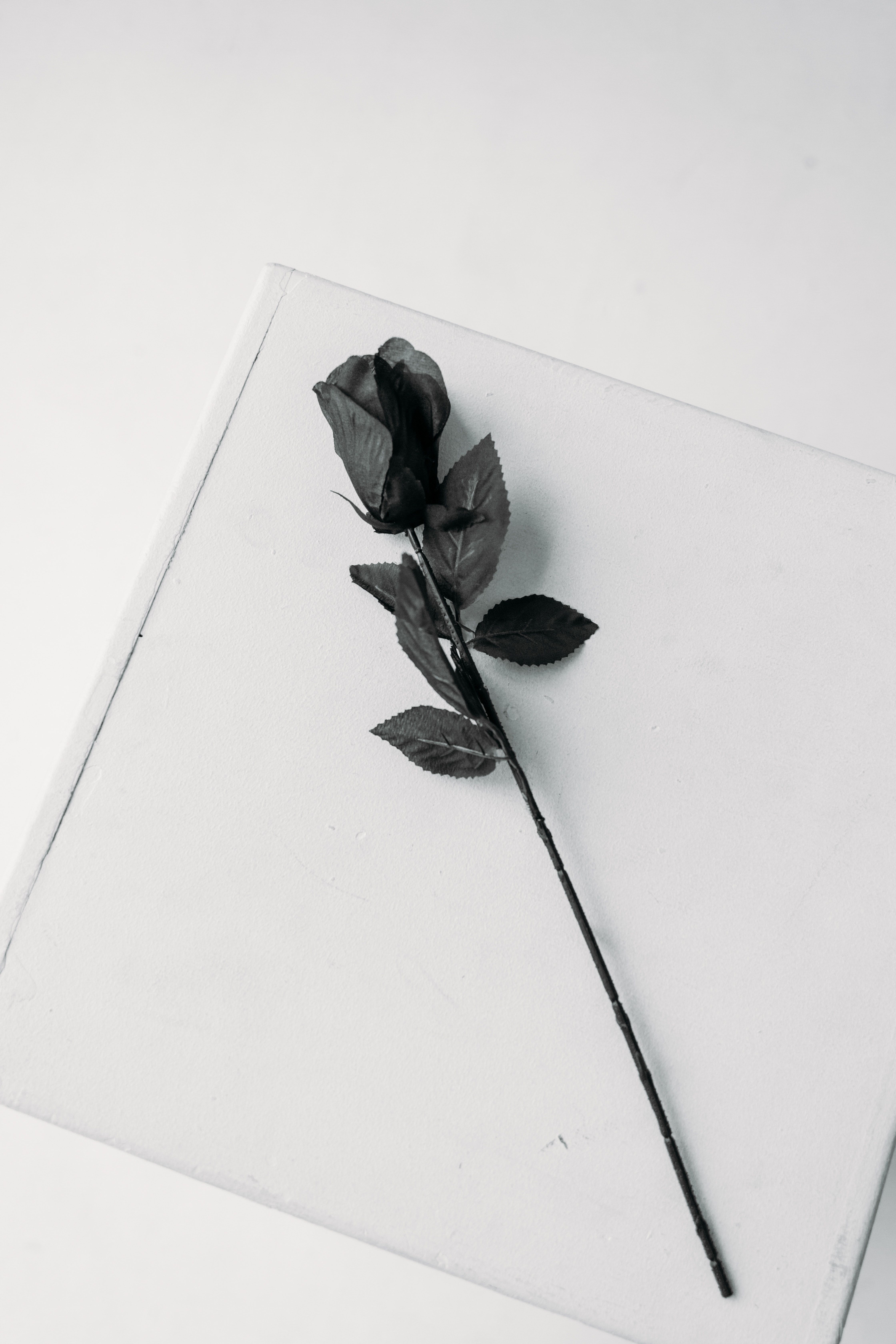 A single black rose on top of white table - Black rose