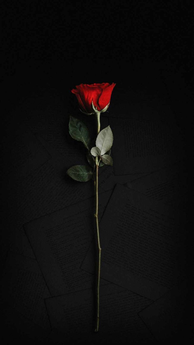 A single red rose sitting on top of some papers - Black rose