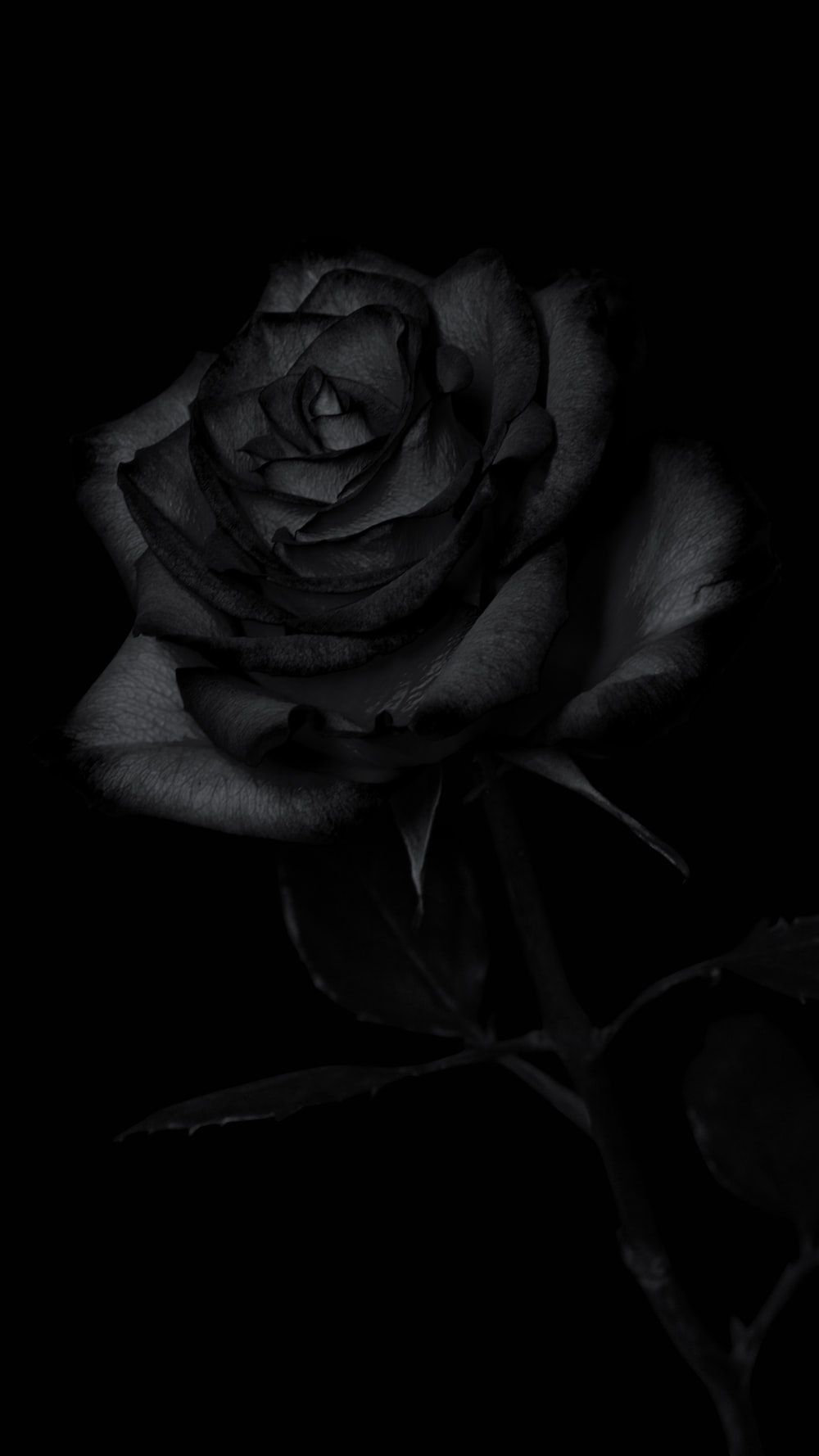 A black  - Black rose