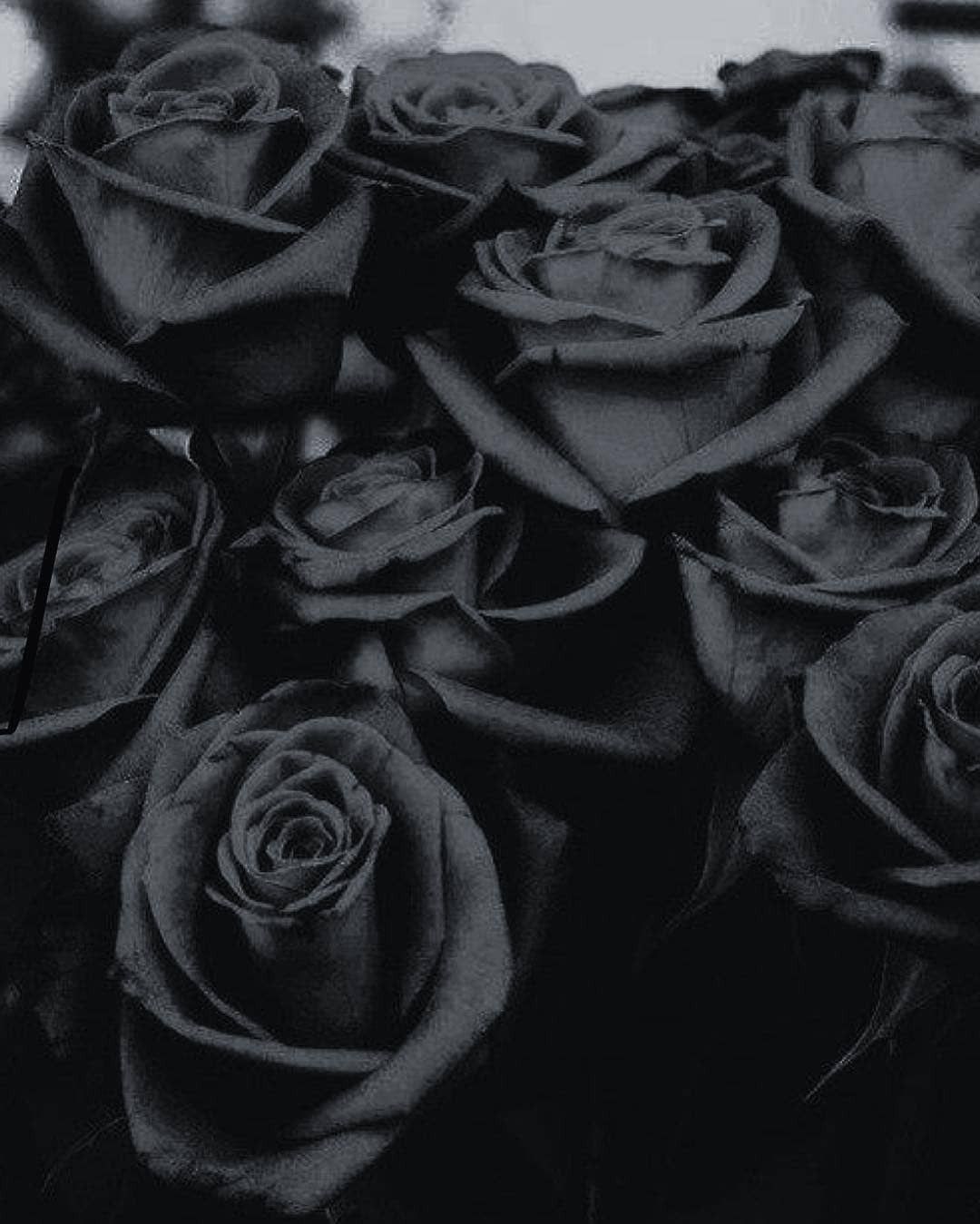 A close up of some roses in black and white - Black rose